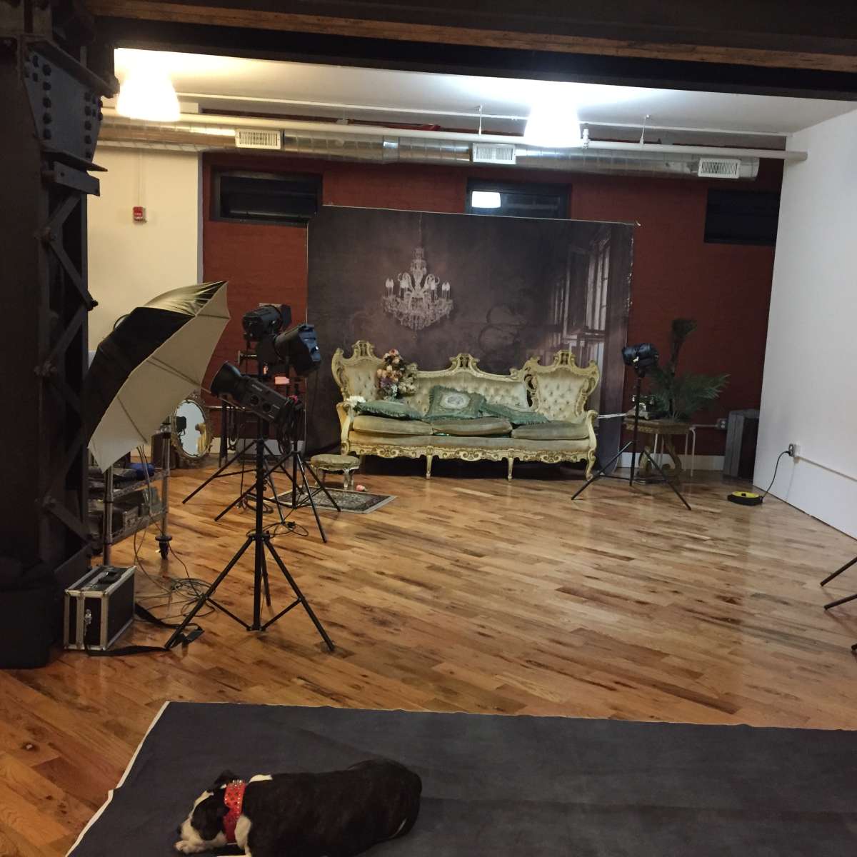 A photography studio featuring a vintage-style sofa against a backdrop, with various lighting equipment and a dog lying on the floor.