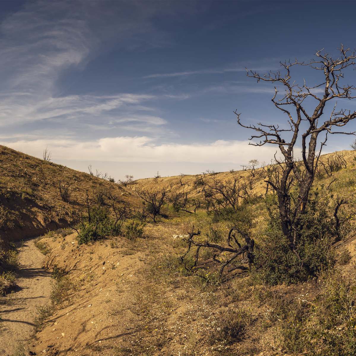 A dry, U-shaped valley with sparse vegetation and charred trees against a blue sky.