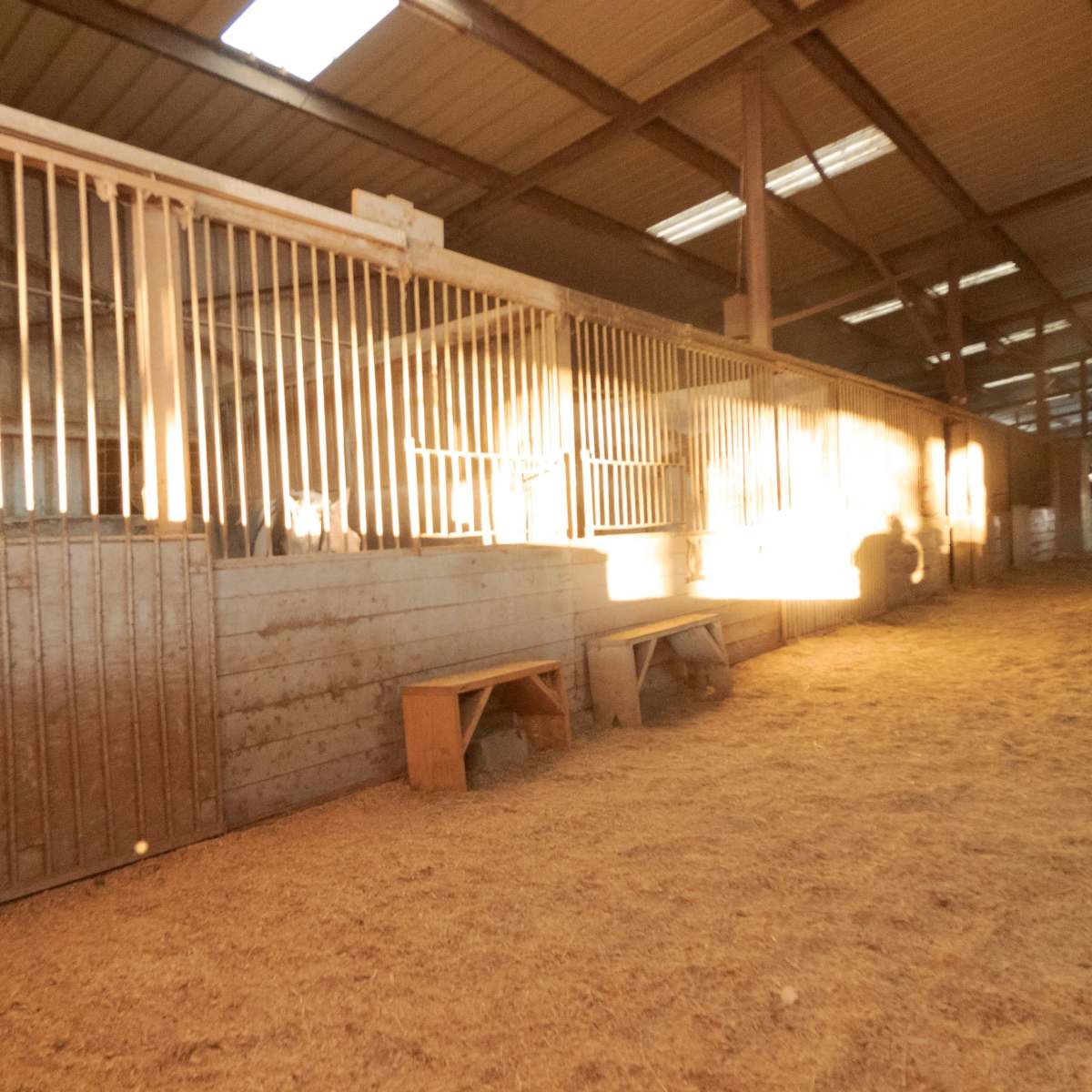 A row of horse stalls with wooden dividers inside a well-lit barn.
