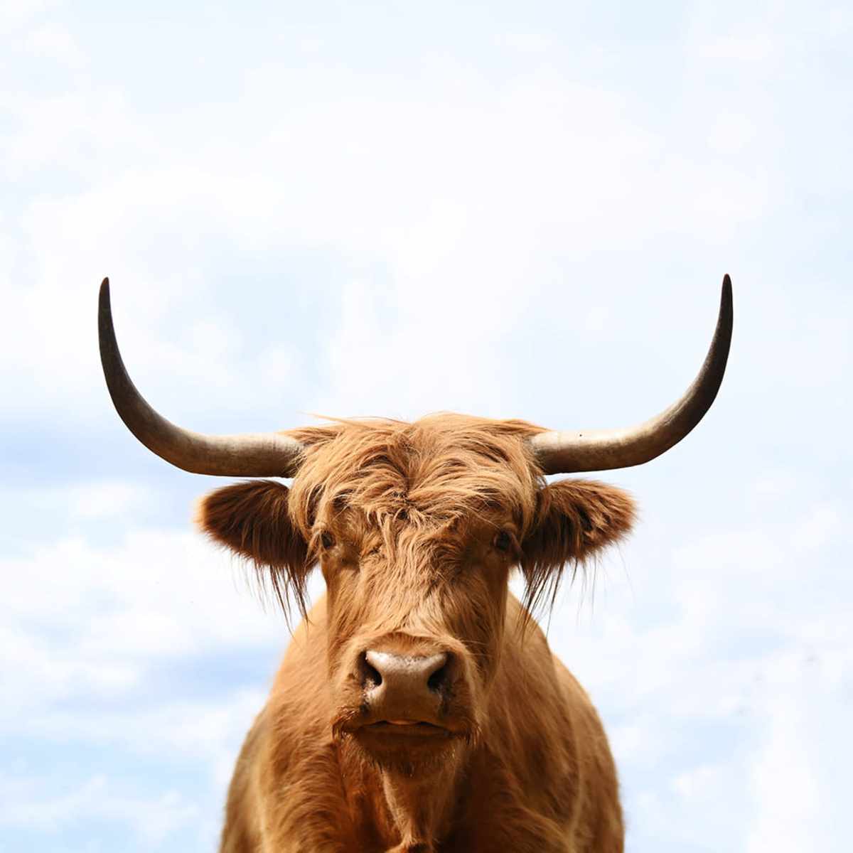A Highland cow with long horns stands against a blue sky.