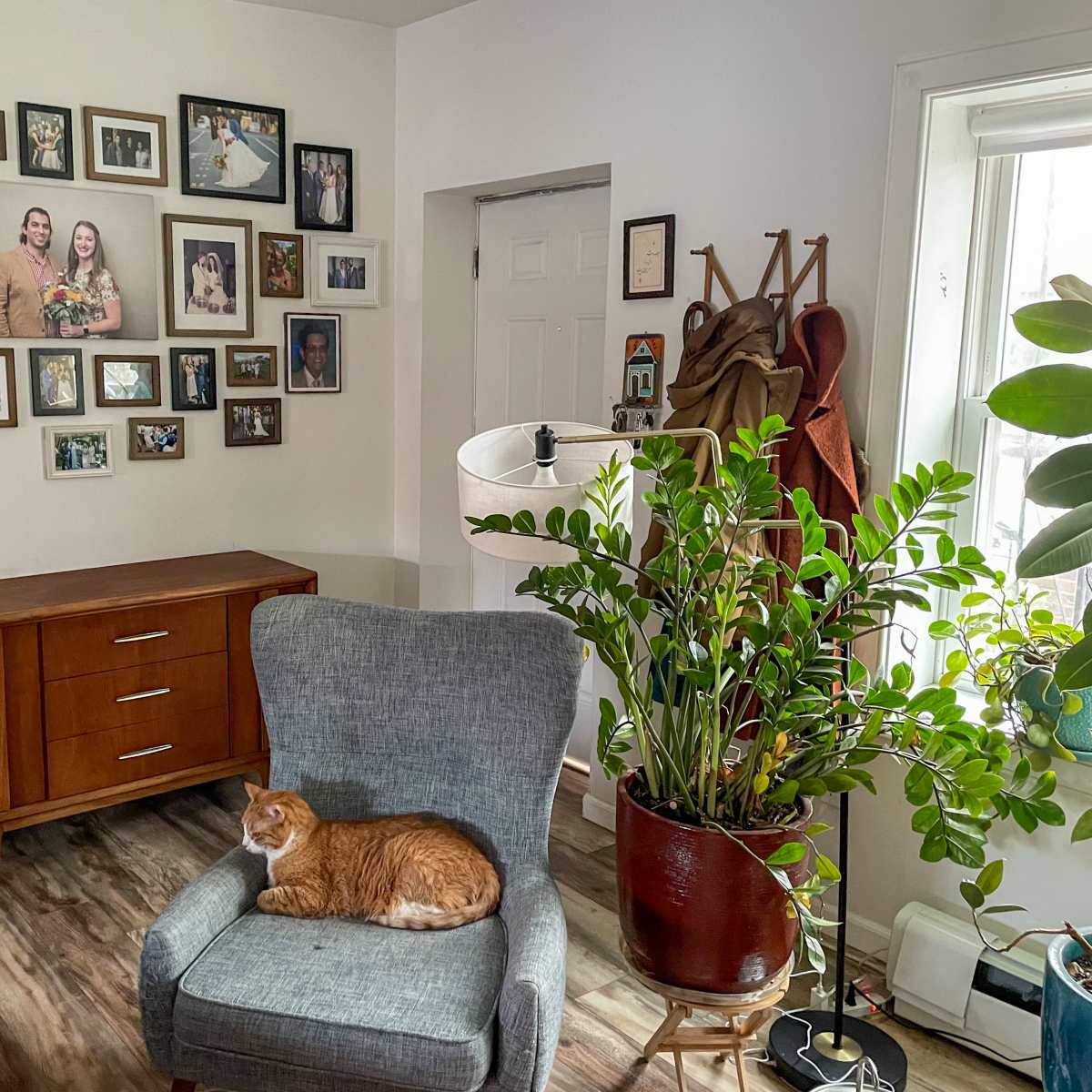A light-filled living room features a gray armchair with an orange cat resting on it, a wooden sideboard, and a wall adorned with framed family photos.