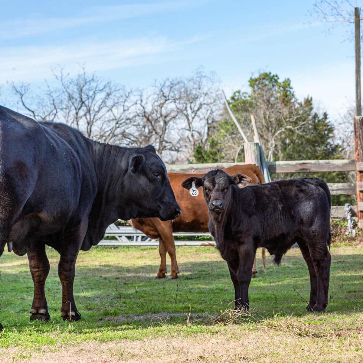 A black calf stands in a grassy area next to a larger black cow, with another brown cow in the background and wooden fencing surrounding the scene.