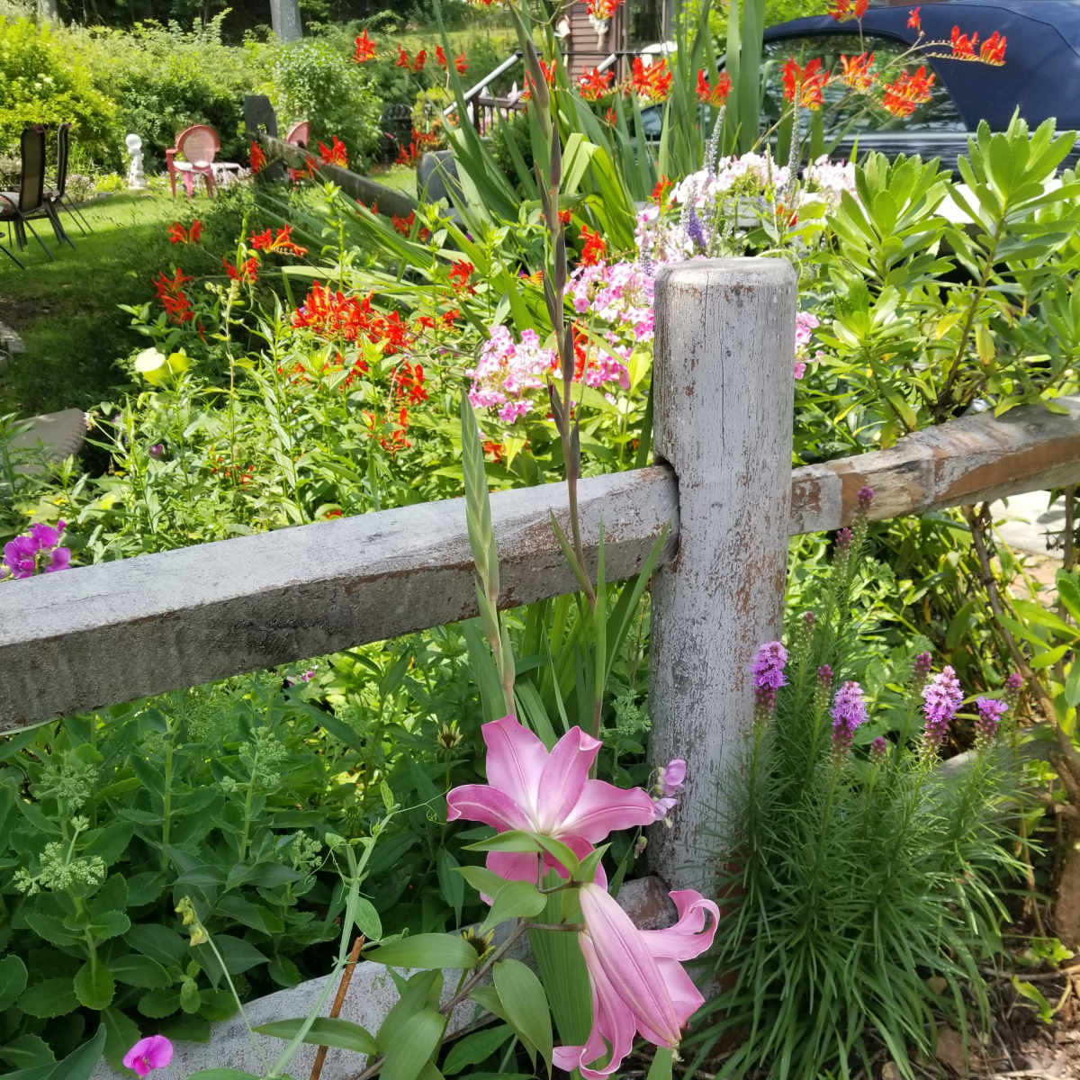 A pink lily stands beside a wooden fence amid a vibrant garden filled with various flowers and greenery.