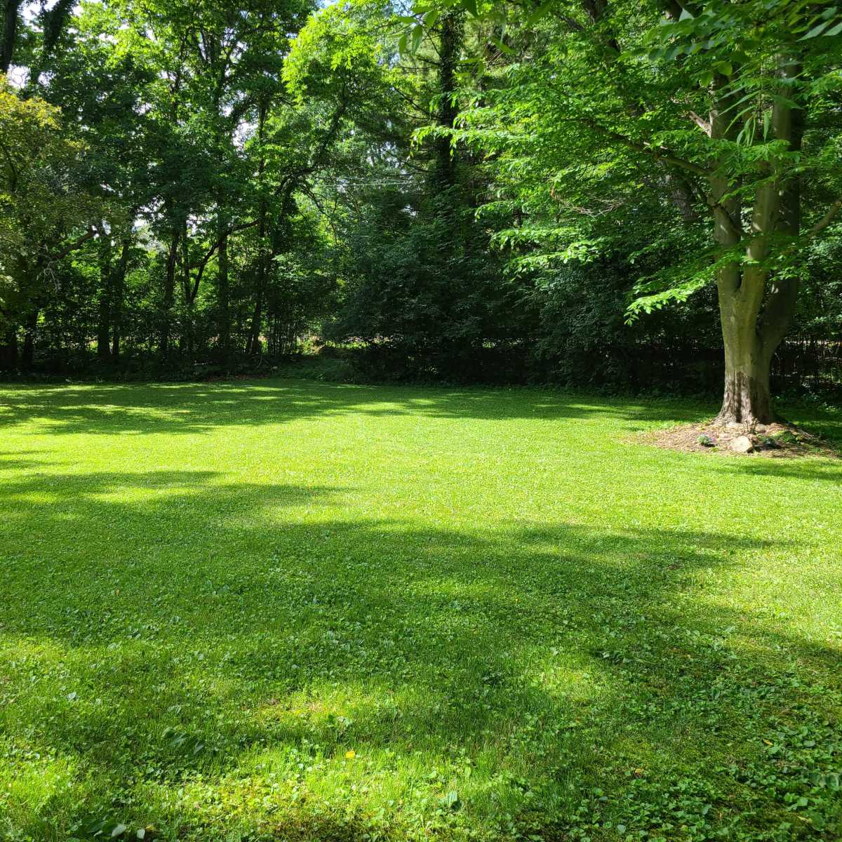 A green lawn bordered by trees in a sunlit natural setting.