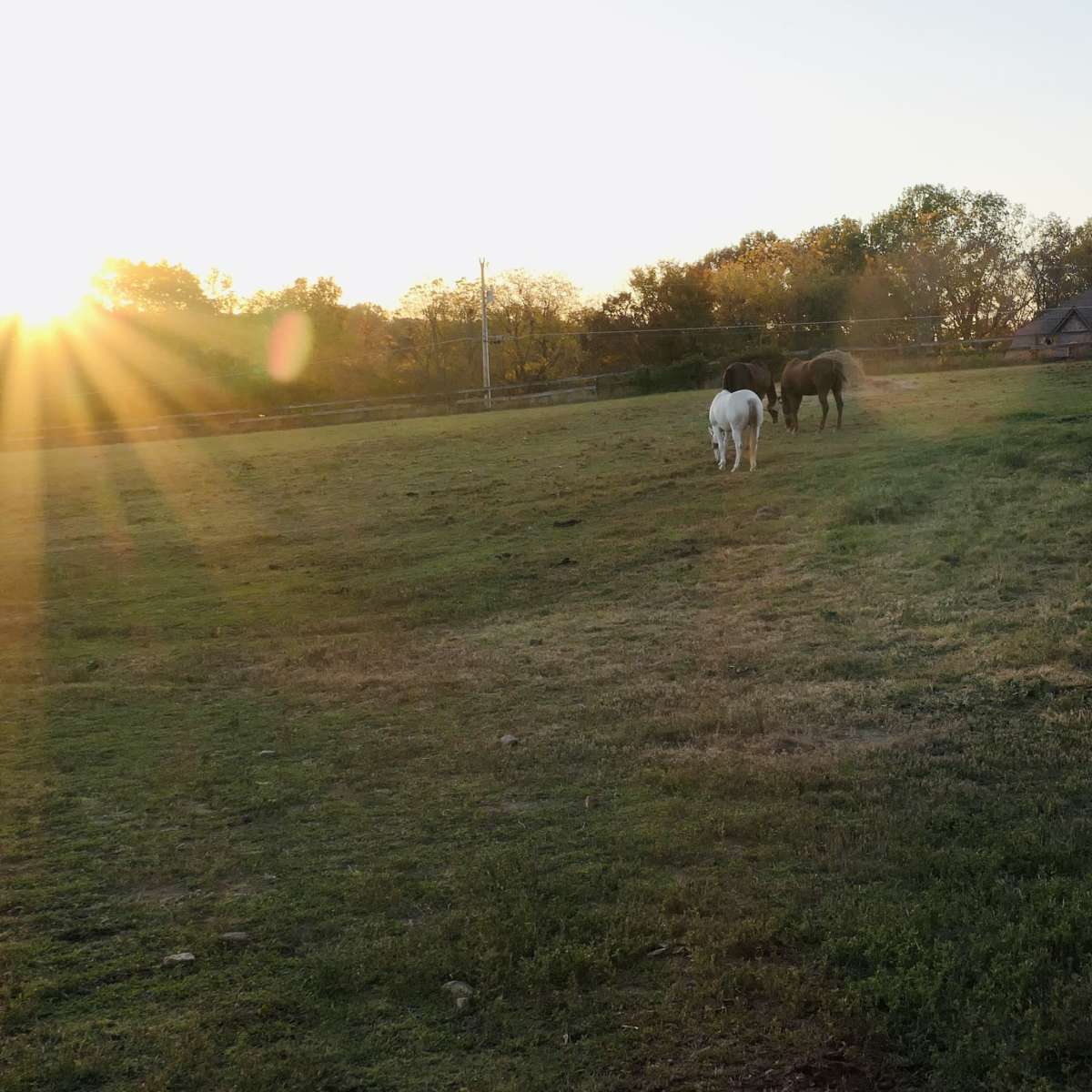10 Acre Horse Farm with Pastures, Barn, and Cottage in Springfield Image in , Springfield, TN