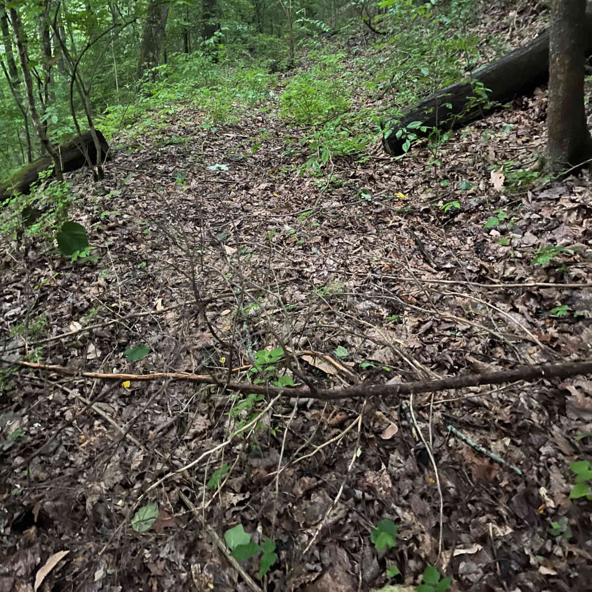A narrow pathway through a densely wooded area covered with fallen leaves and scattered branches.
