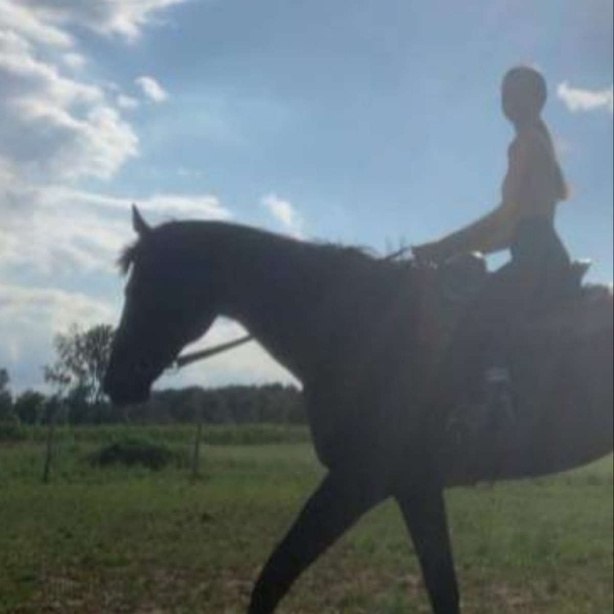 A person rides a horse in an open field under a partially cloudy sky.
