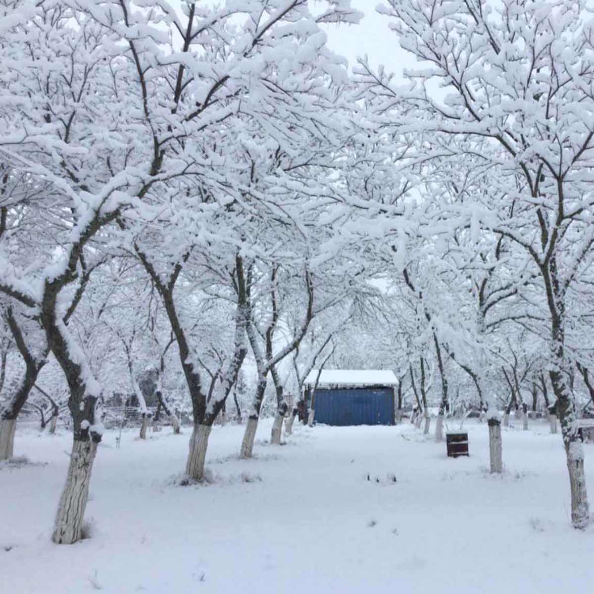 A wooden shed is visible among bare trees covered in snow in a wintry landscape.