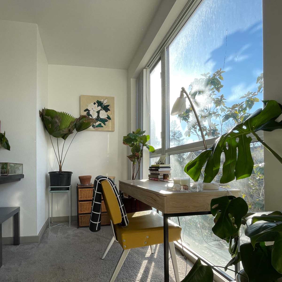 A sunlit corner of a room features a desk with a chair, surrounded by various potted plants and a large window.