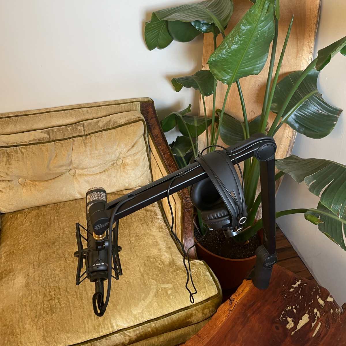 A microphone on a boom arm is positioned next to a green plant in a room with a golden couch and a wooden table.