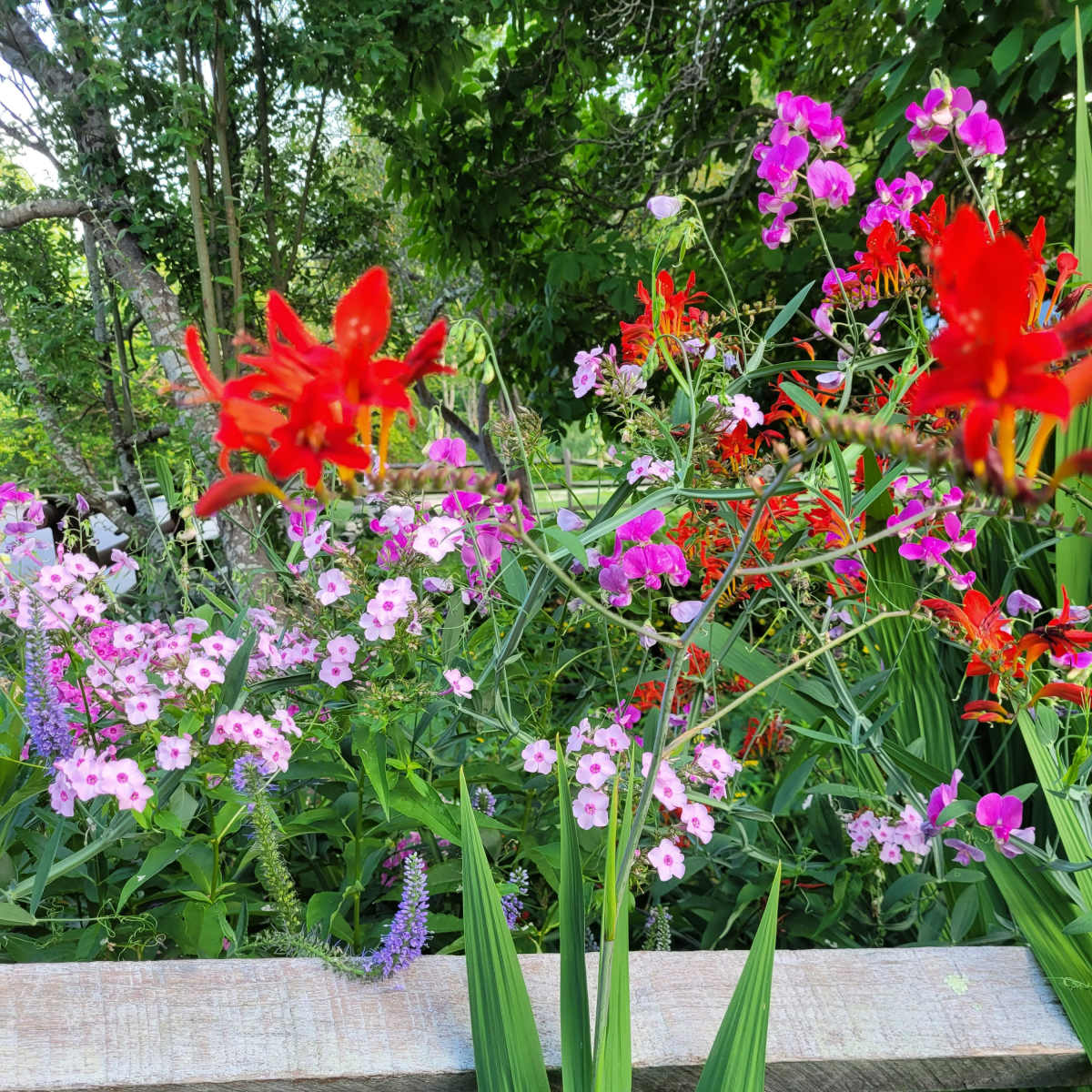A wooden fence is surrounded by a variety of colorful flowers, including red and pink blooms, in a lush garden setting.