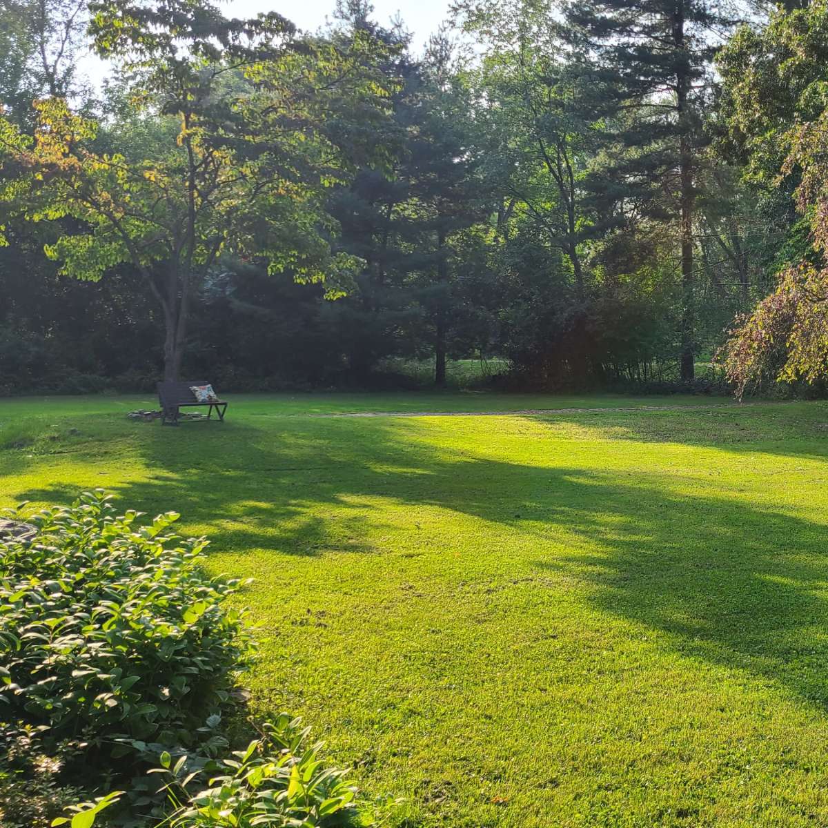 A green lawn bordered by trees, with long shadows cast across the grass.