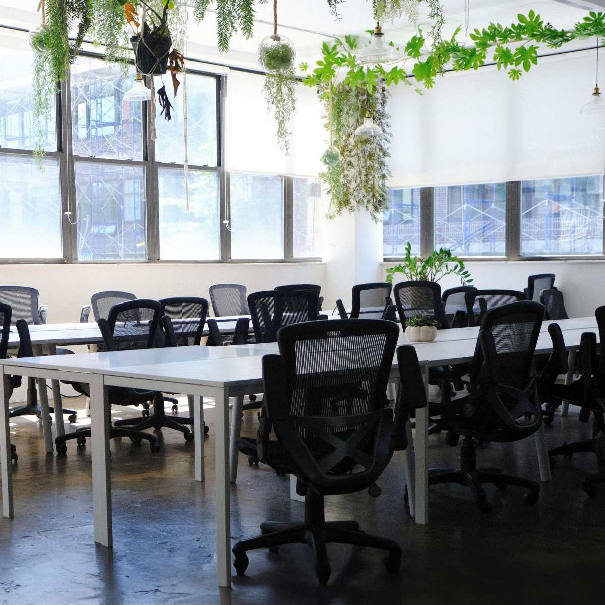 A spacious office interior features white tables, black chairs, and hanging plants near large windows.