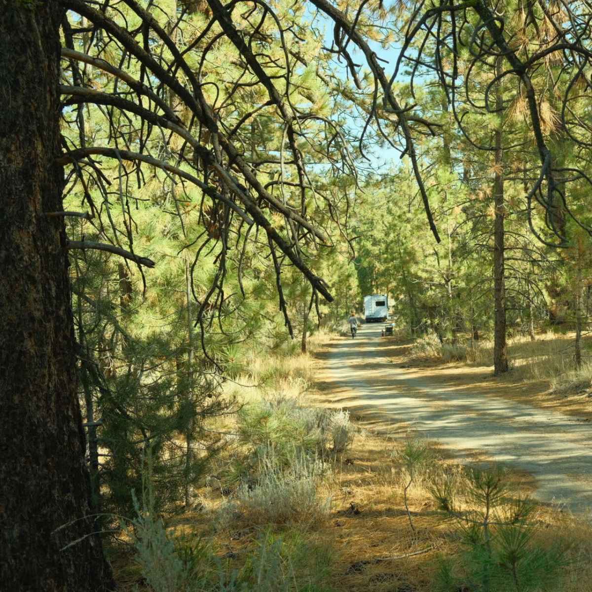 Rustic Ranch with 10 acres of National Forestry in Frazier Park Image in , Frazier Park, CA