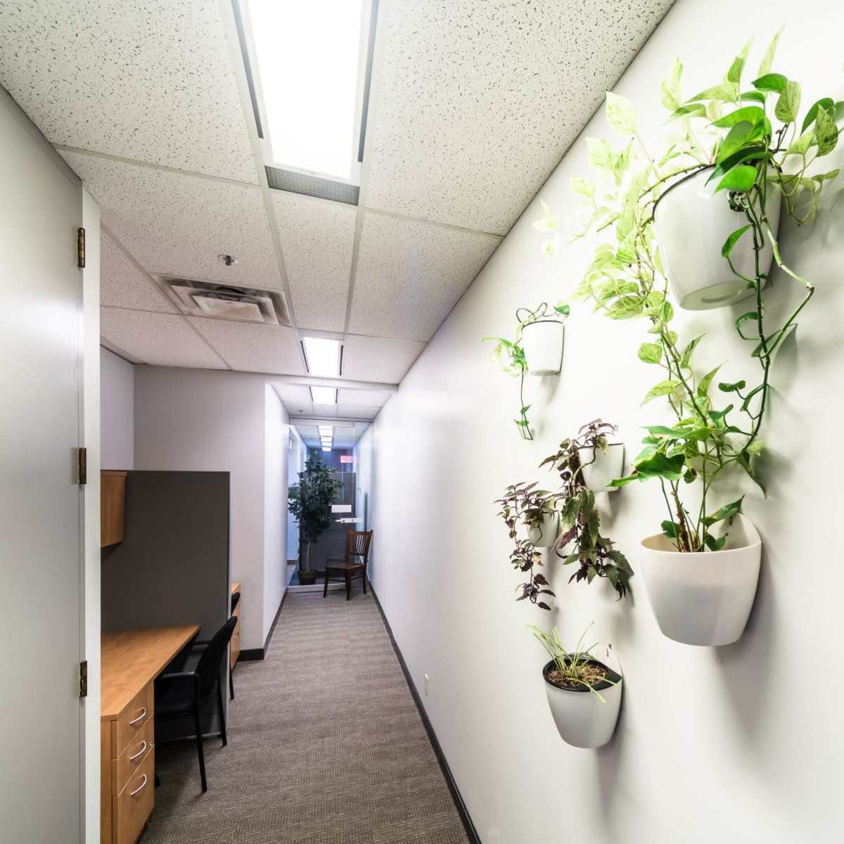 A well-lit office hallway with a brown carpet, a desk on the left, and green plants in white pots mounted on the wall.