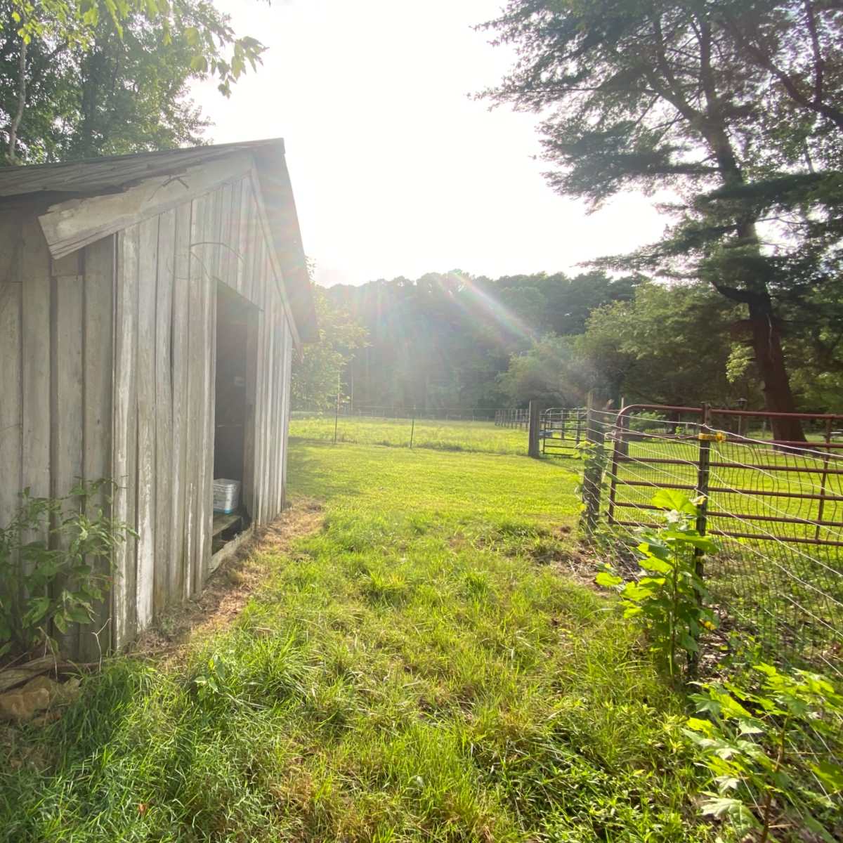 A weathered wooden shed sits alongside a green grassy area, with a fenced field in the background.
