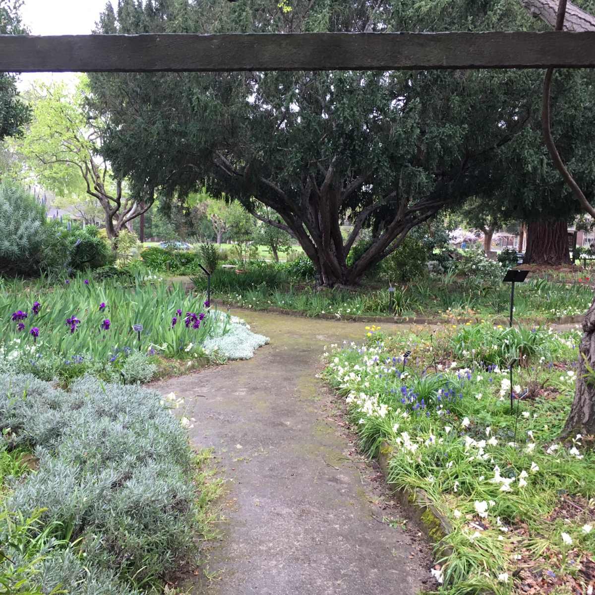 A stone path winds through a lush garden filled with various plants and flowers under large trees.