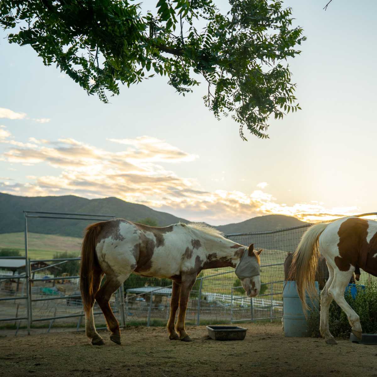 Two horses are grazing beside a fenced area at sunset with rolling hills in the background.
