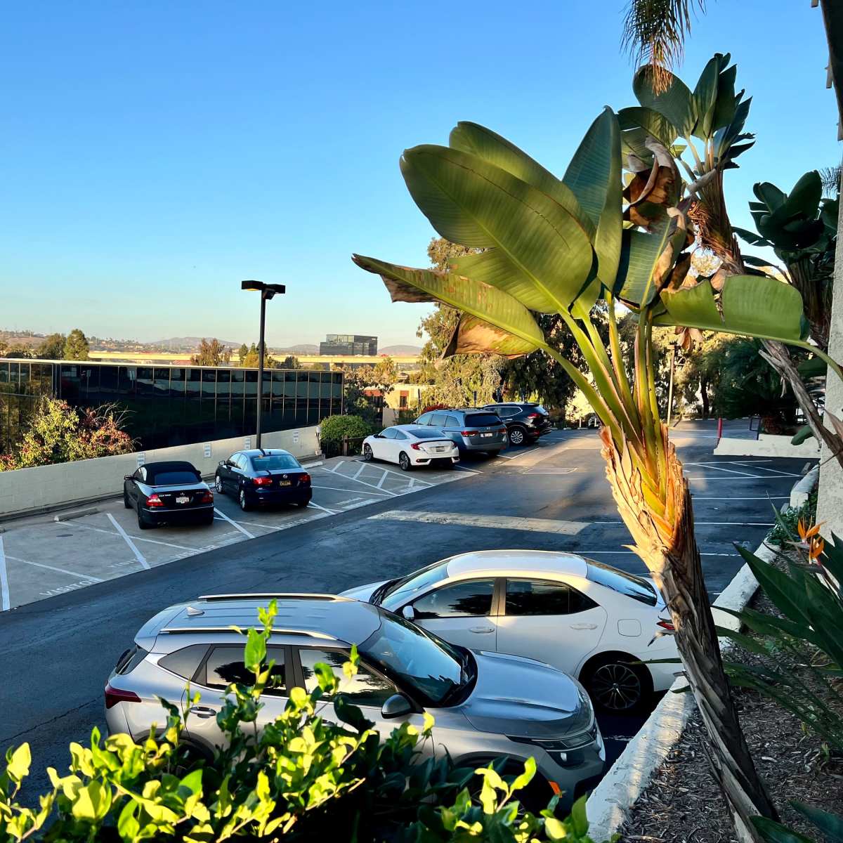 A row of parked cars is visible alongside a palm tree and bushes, with a clear blue sky in the background.
