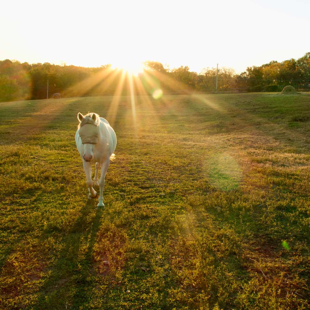 10 Acre Horse Farm with Pastures, Barn, and Cottage in Springfield Image in , Springfield, TN