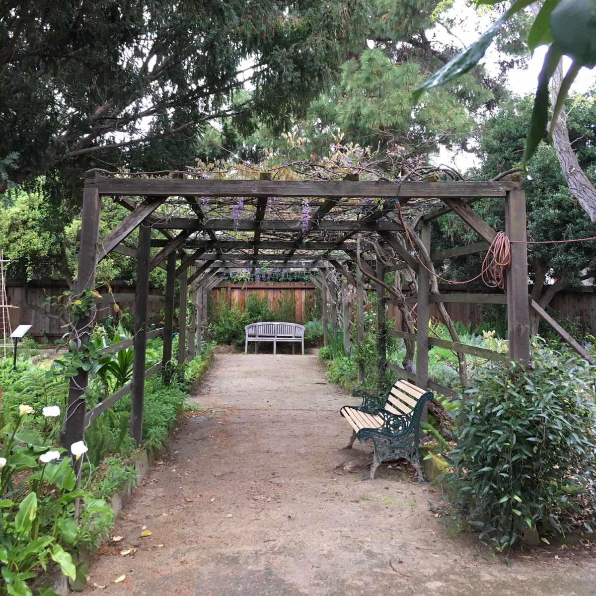 A garden path lined with vines leads to a wooden bench beneath a pergola.