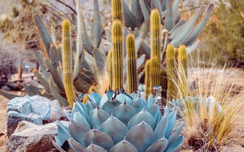 Juniper Moon Sanctuary, Yucca Valley, CA Production Peerspace