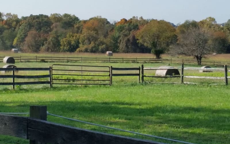 Pleasant Hills Farm (Flower Farm, Horses, Donkeys, Chickens, Guest