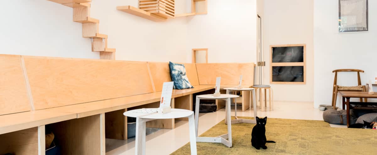 Bright Sunny Cat Cafe Lounge San Francisco Ca Off Site