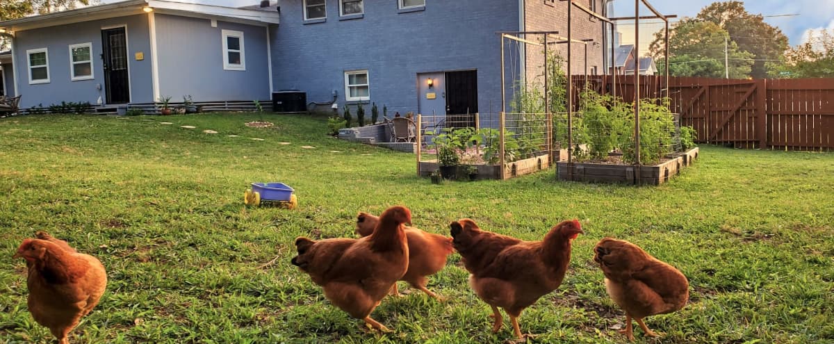 Huge Private Backyard w/ Hens + Indoor Prep Area and Free Parking! 2 Miles From Airport, 5 min from Tyler Perry Studios and 15 min to Downtown Atlanta. in East Point Hero Image in East Point, East Point, GA