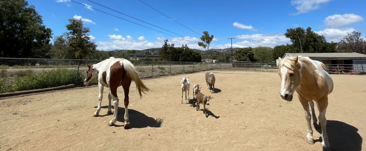Therapeutic Barn Space - Animals included in Camarillo Hero Image in undefined, Camarillo, CA