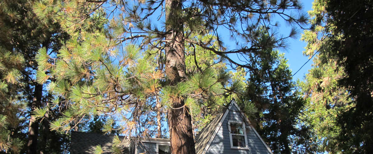Charming Chic Cottage In The Woods Near A Lake Twin Peaks Ca