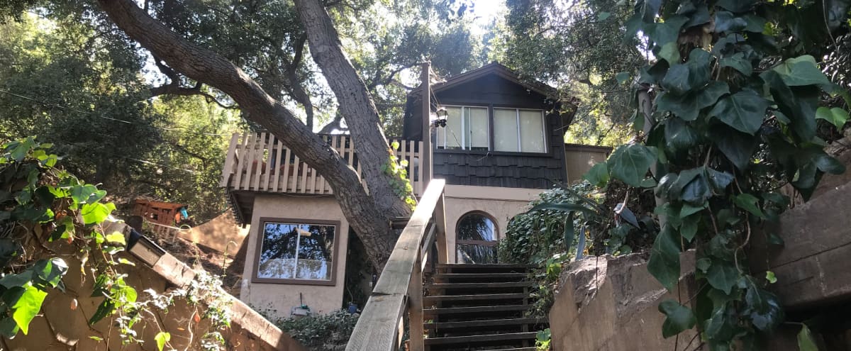 Trees In Historic Laurel Canyon, Laurel Canyon Fire Pit