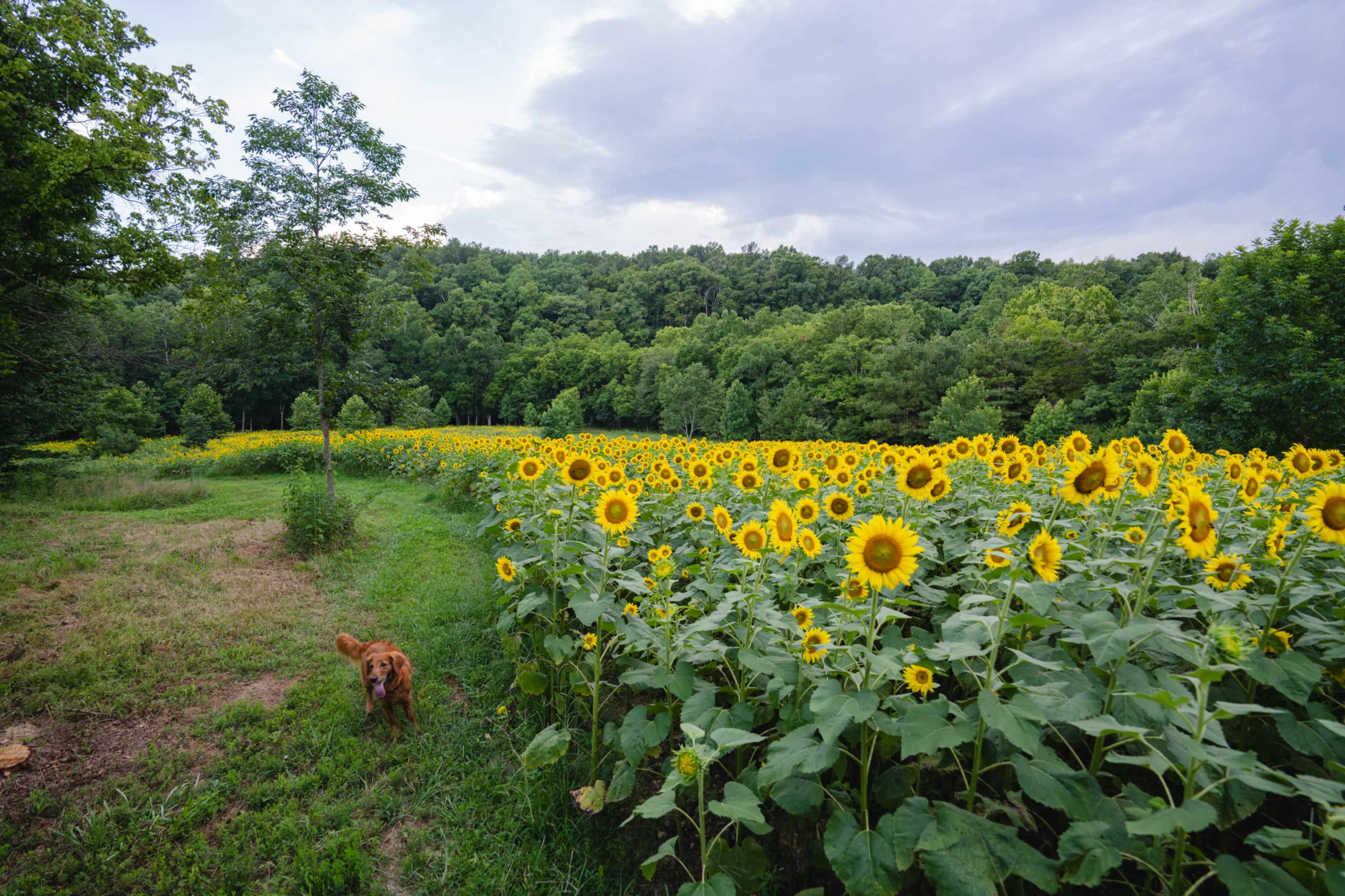 A field of sunflowers stretches along a path, with a dog walking beside it and dense greenery in the background.
