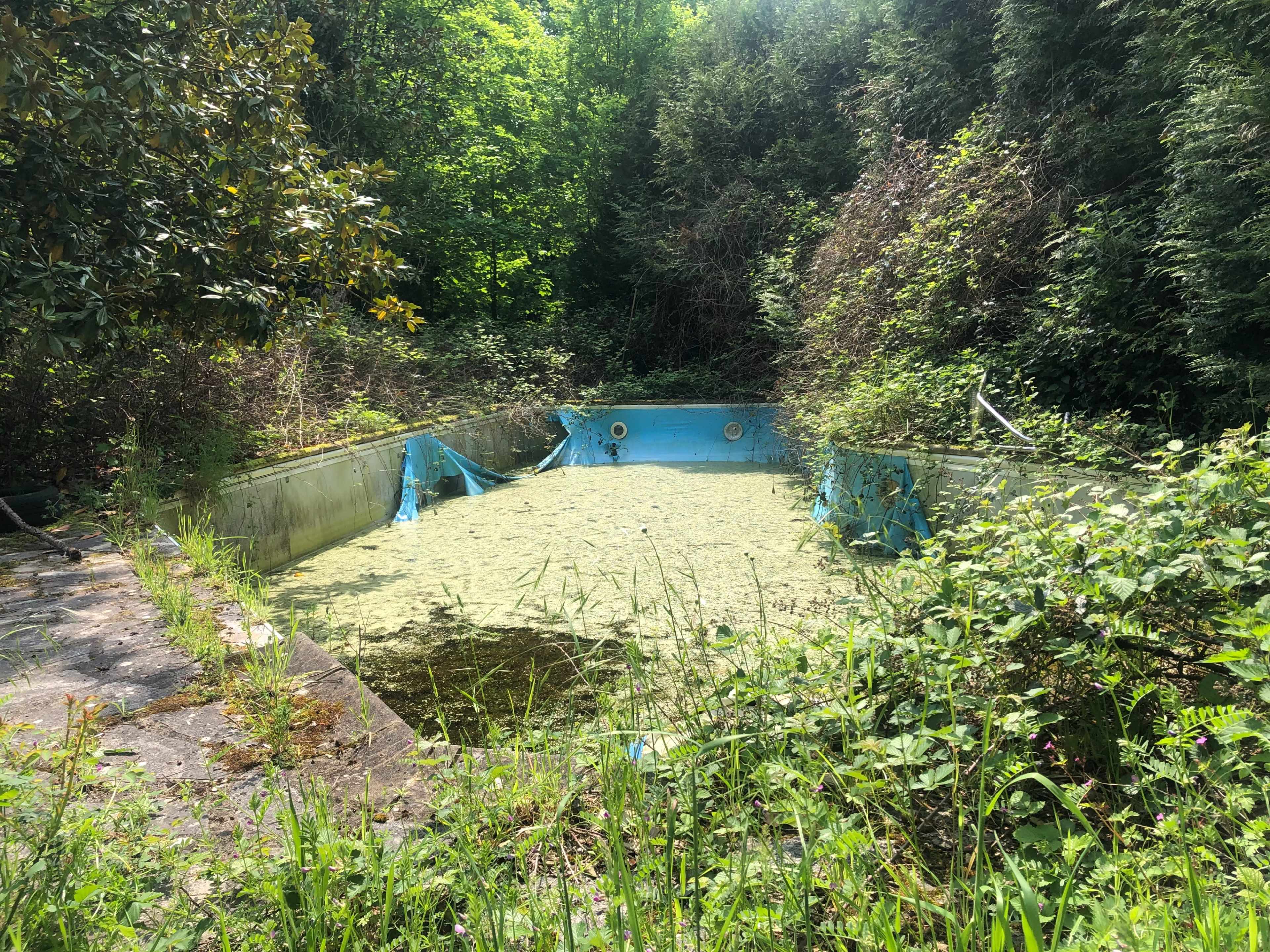 An abandoned swimming pool is filled with green algae and surrounded by overgrown vegetation.