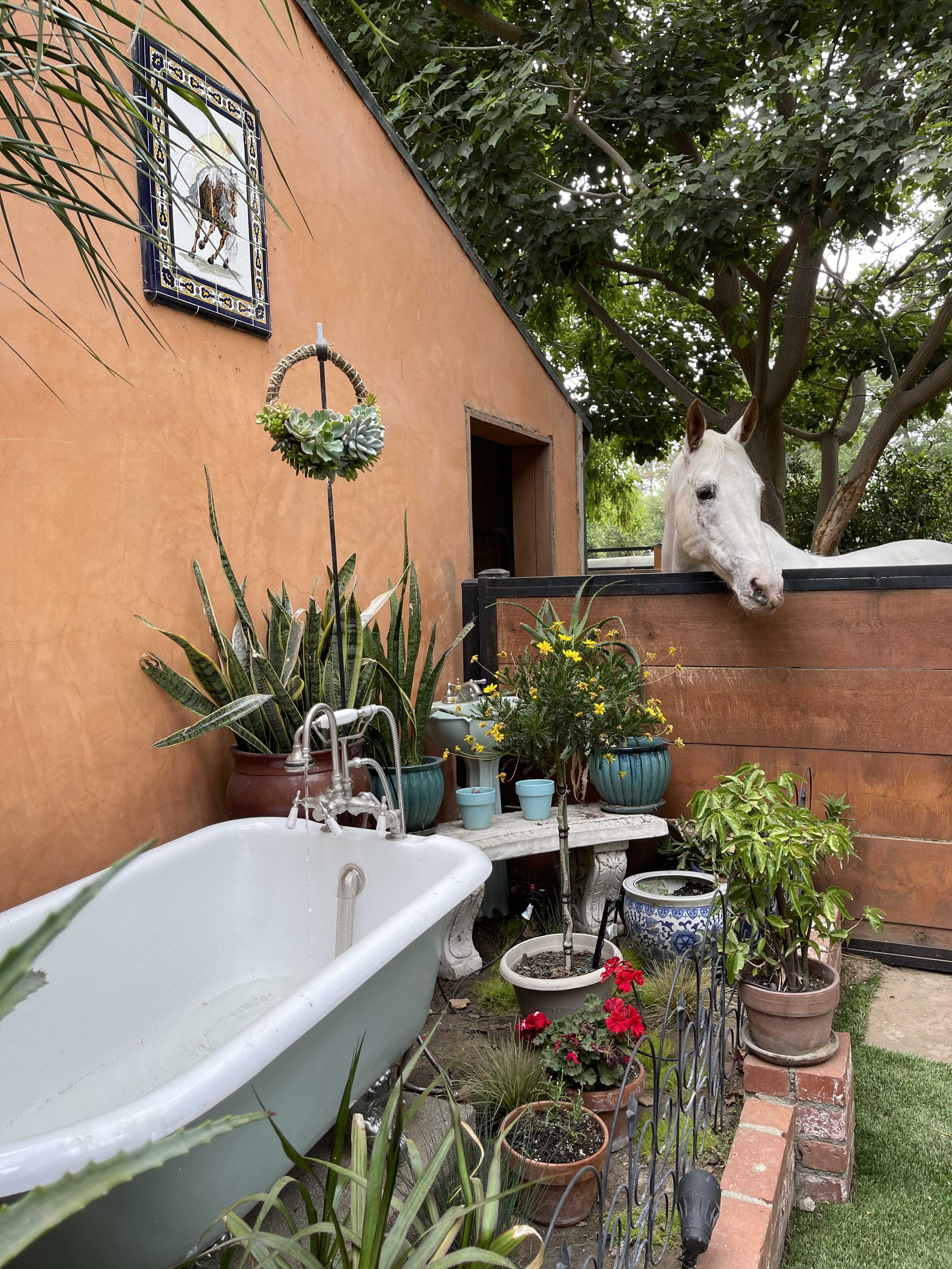 A white horse peers over a wooden fence at a garden area featuring a vintage bathtub surrounded by potted plants.
