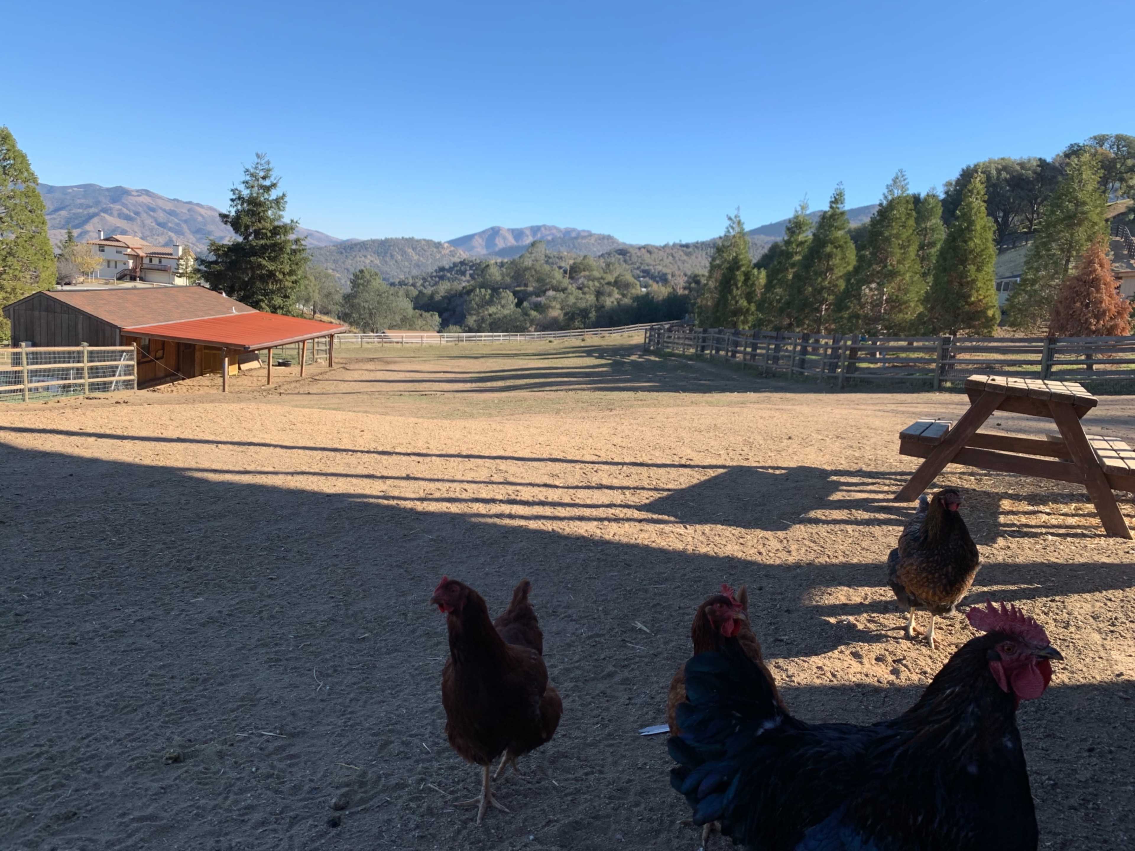 A farm with chickens in the foreground, a barn in the background, and mountains visible in the distance under a clear sky.