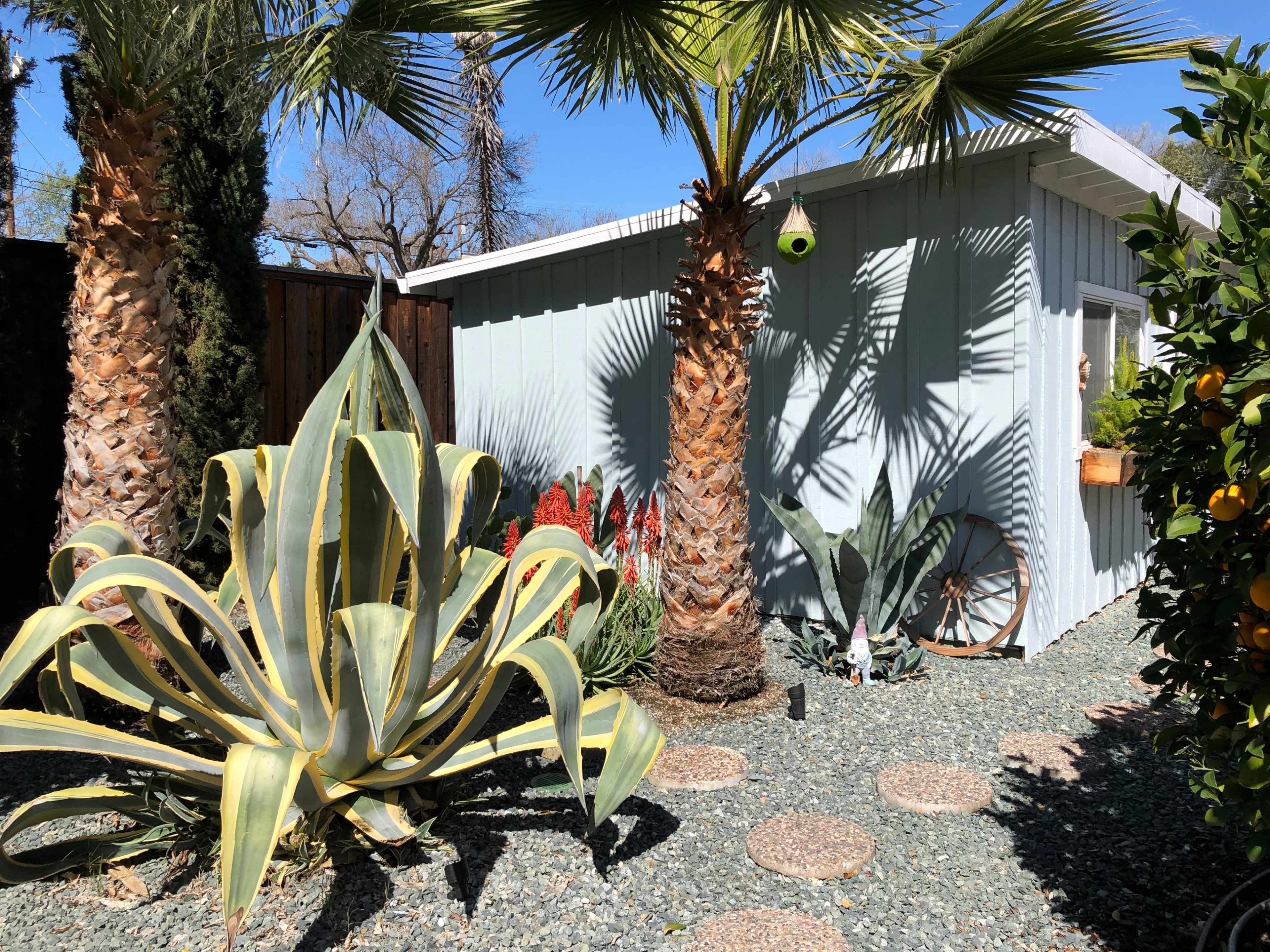 The scene features a backyard with tall palm trees, large agave plants, gravel pathways, and a light-colored shed in the background.