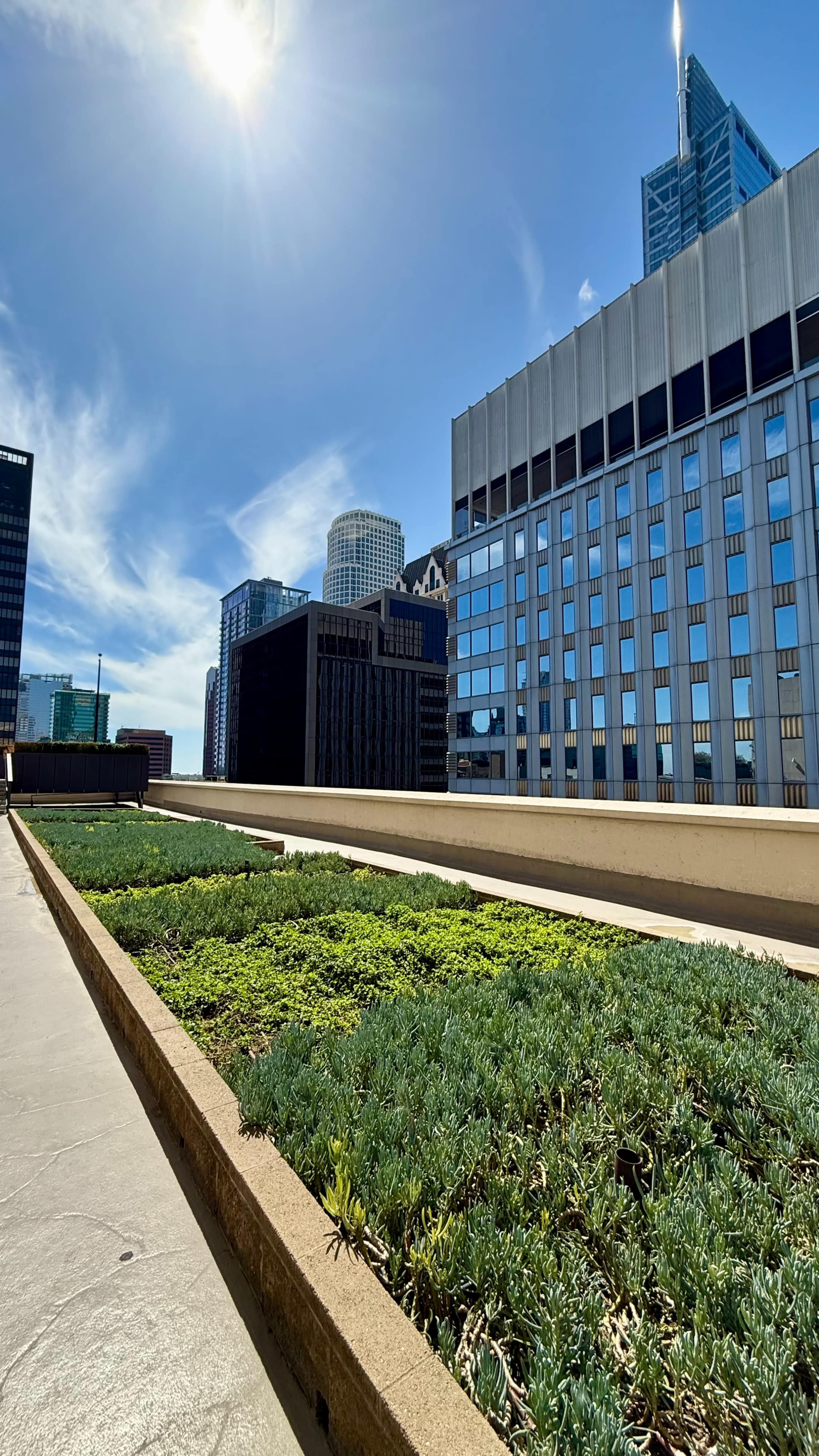 The image shows a rooftop garden with green plants and a view of modern skyscrapers under a clear blue sky.