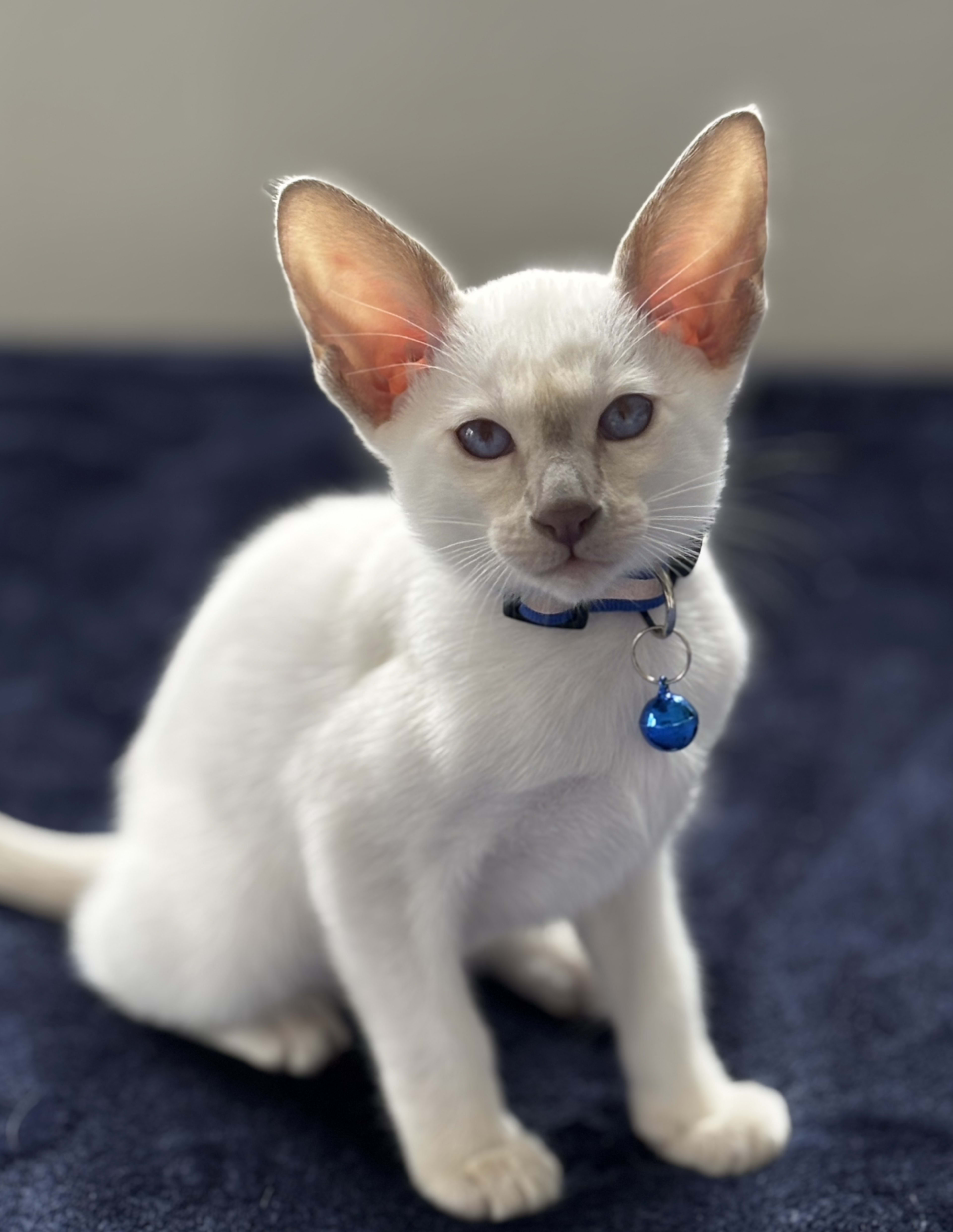 A white cat with large ears and blue eyes sits on a dark blue fabric surface, wearing a collar with a blue bell.