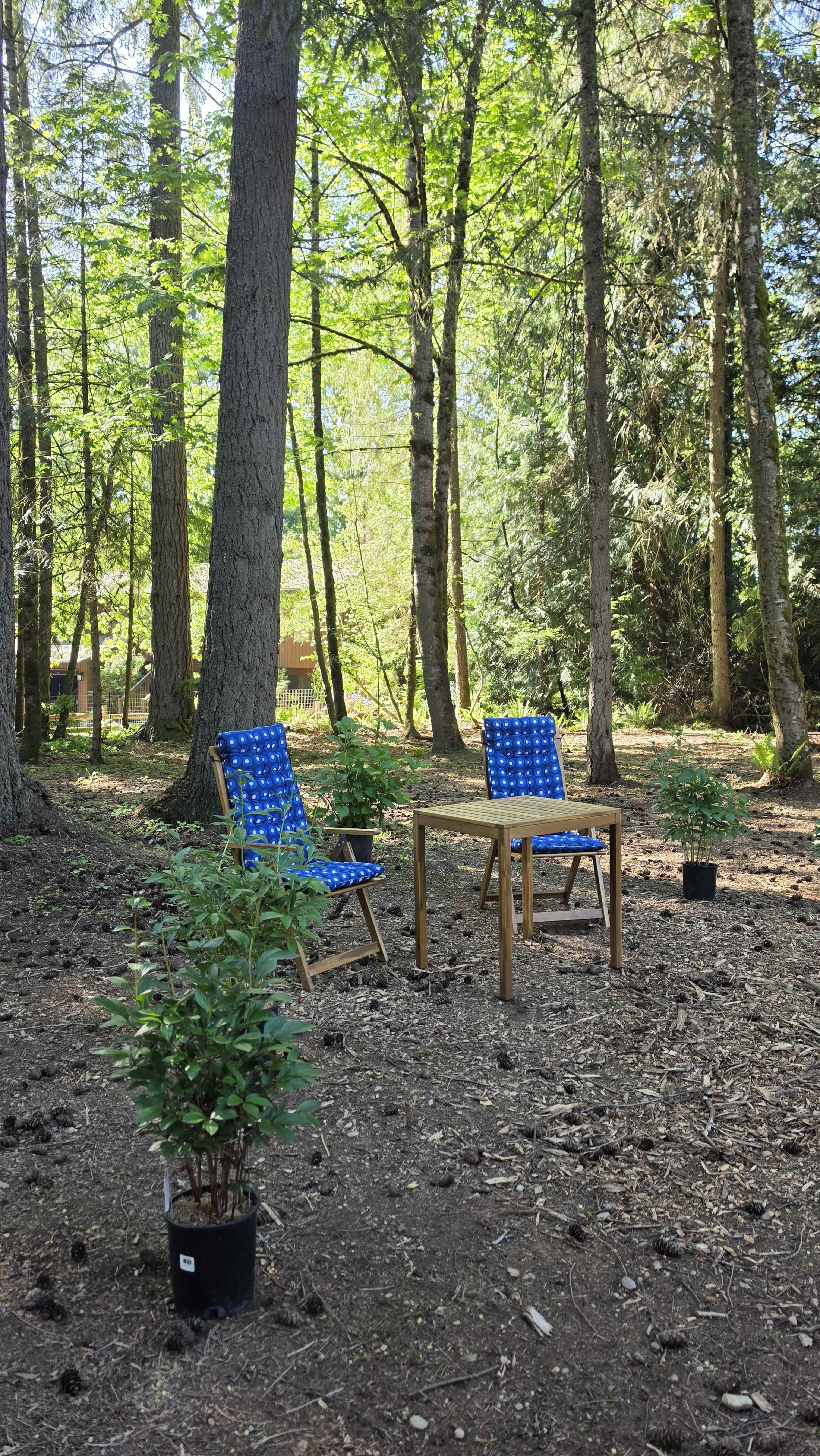 Two blue folding chairs and a small wooden table are placed on the forest floor surrounded by potted plants and tall trees.