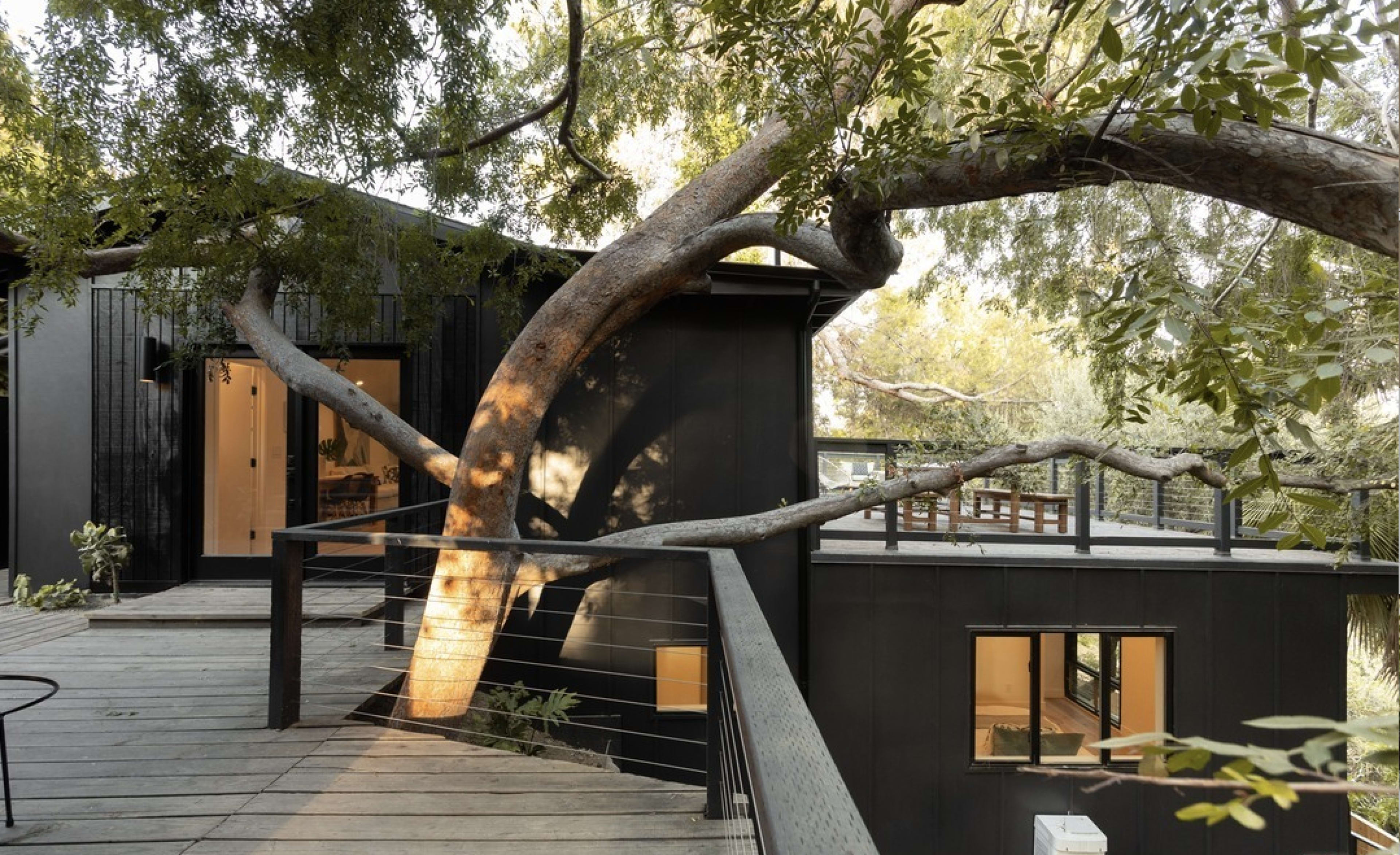 A wooden deck connects two modern black structures, with a large tree branch extending across the path.