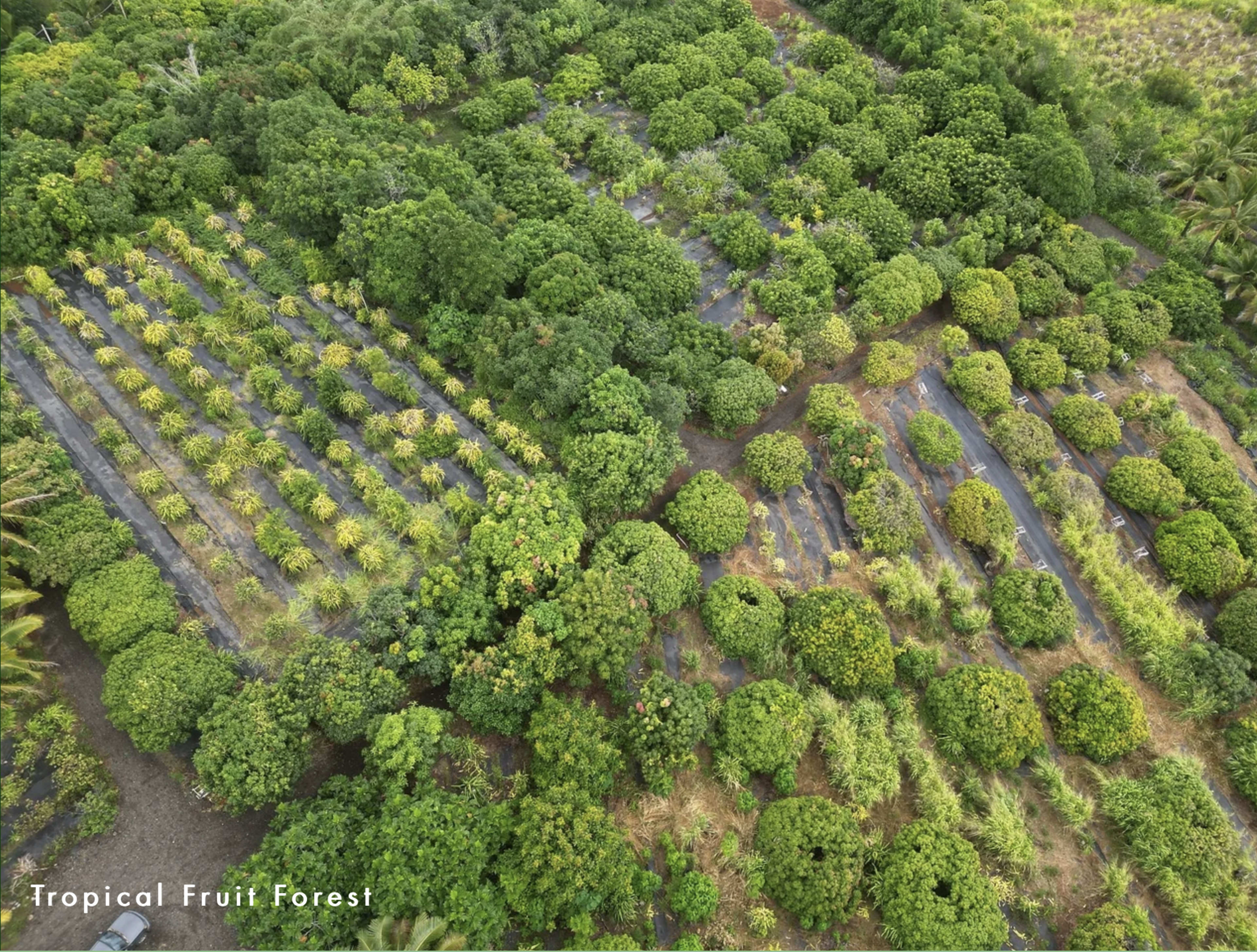 An aerial view of a tropical fruit forest featuring rows of lush trees and vegetation.