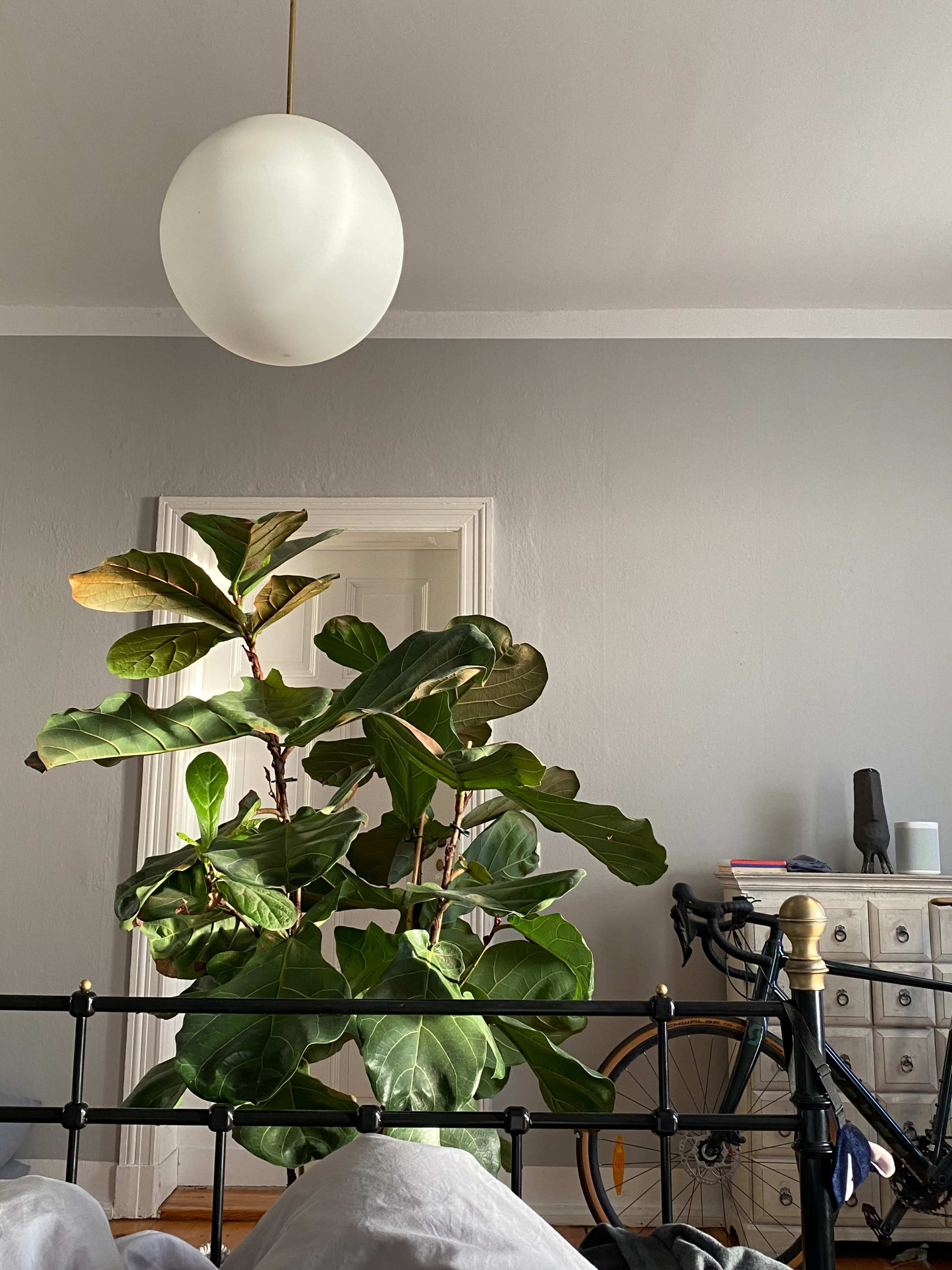 A large indoor plant stands next to a bicycle, with a pendant light hanging above in a bedroom setting.