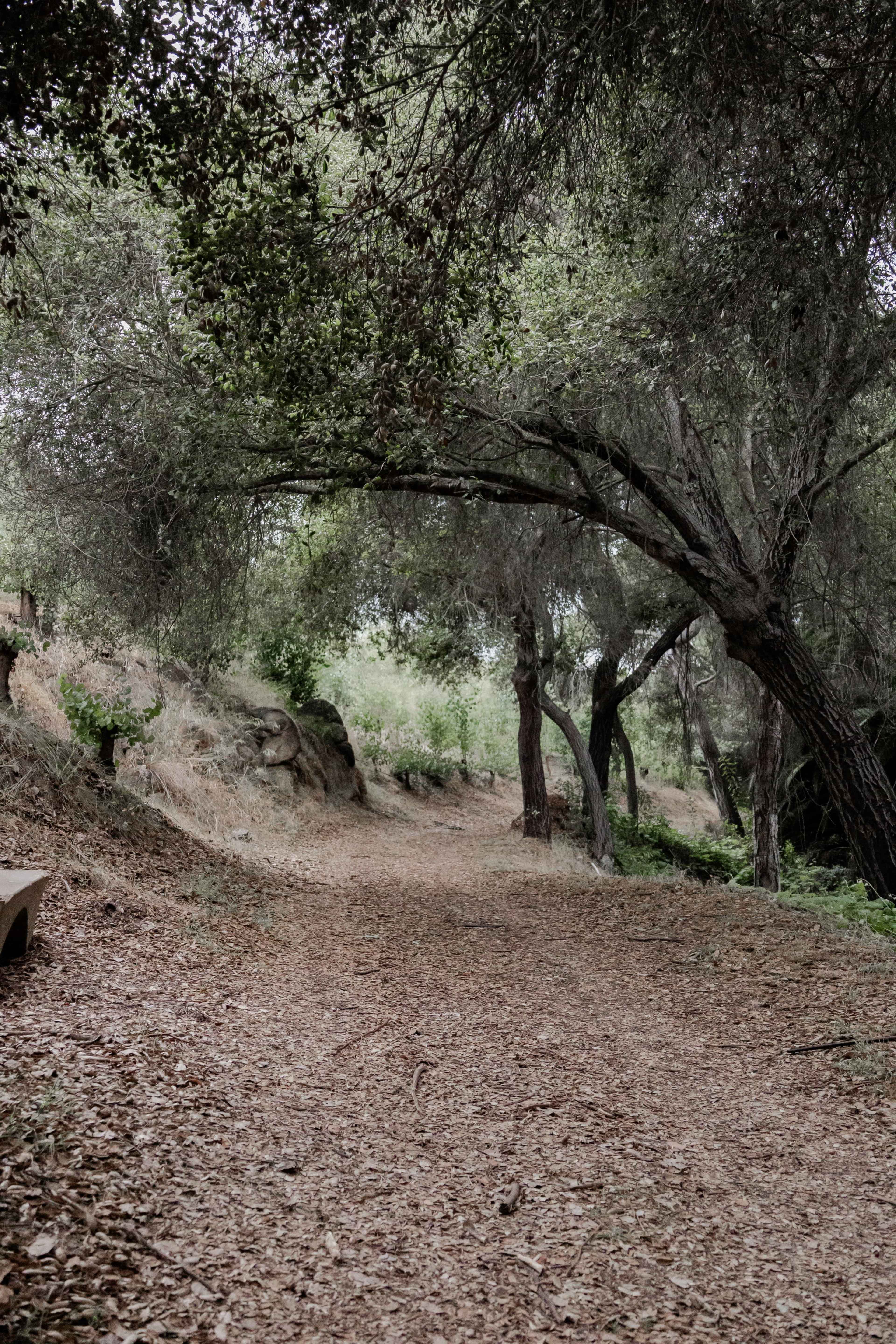 A dirt path winds through a wooded area featuring trees and scattered leaves.