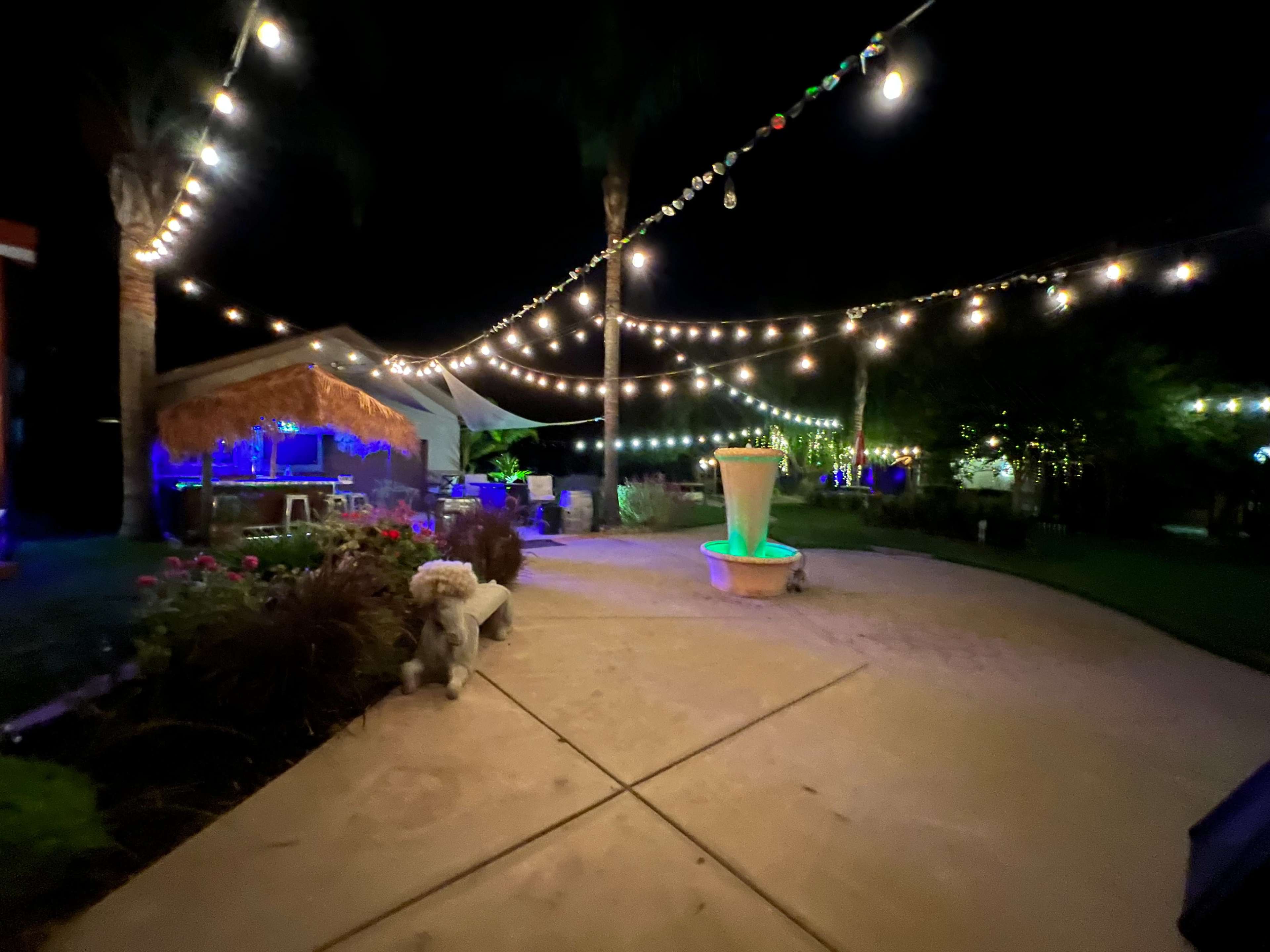 A backyard at night illuminated by string lights, with a fountain and tropical plants visible along a concrete pathway.