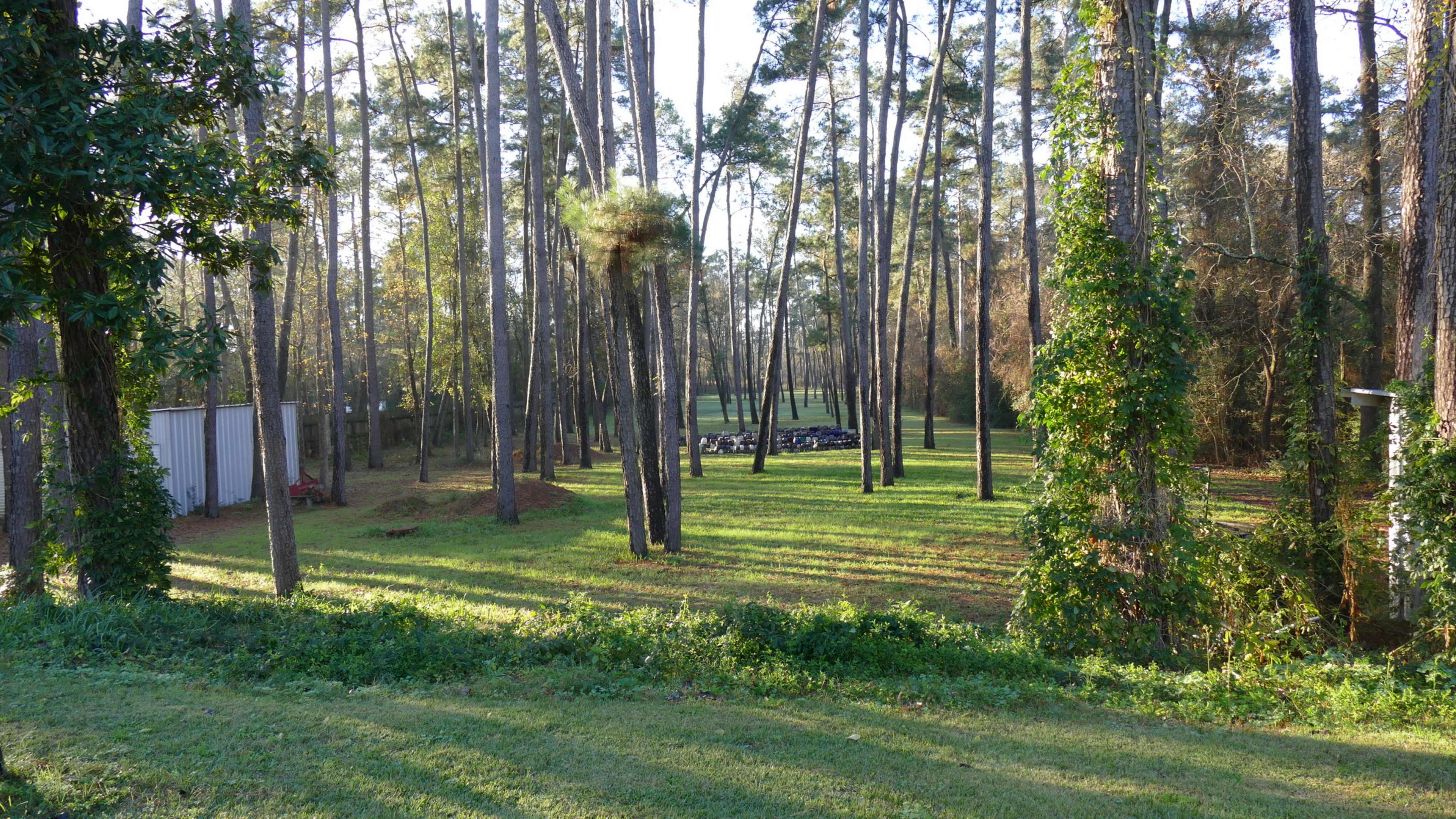 A wooded area with tall pine trees and a patch of grass in the foreground, leading to a cleared space in the background.