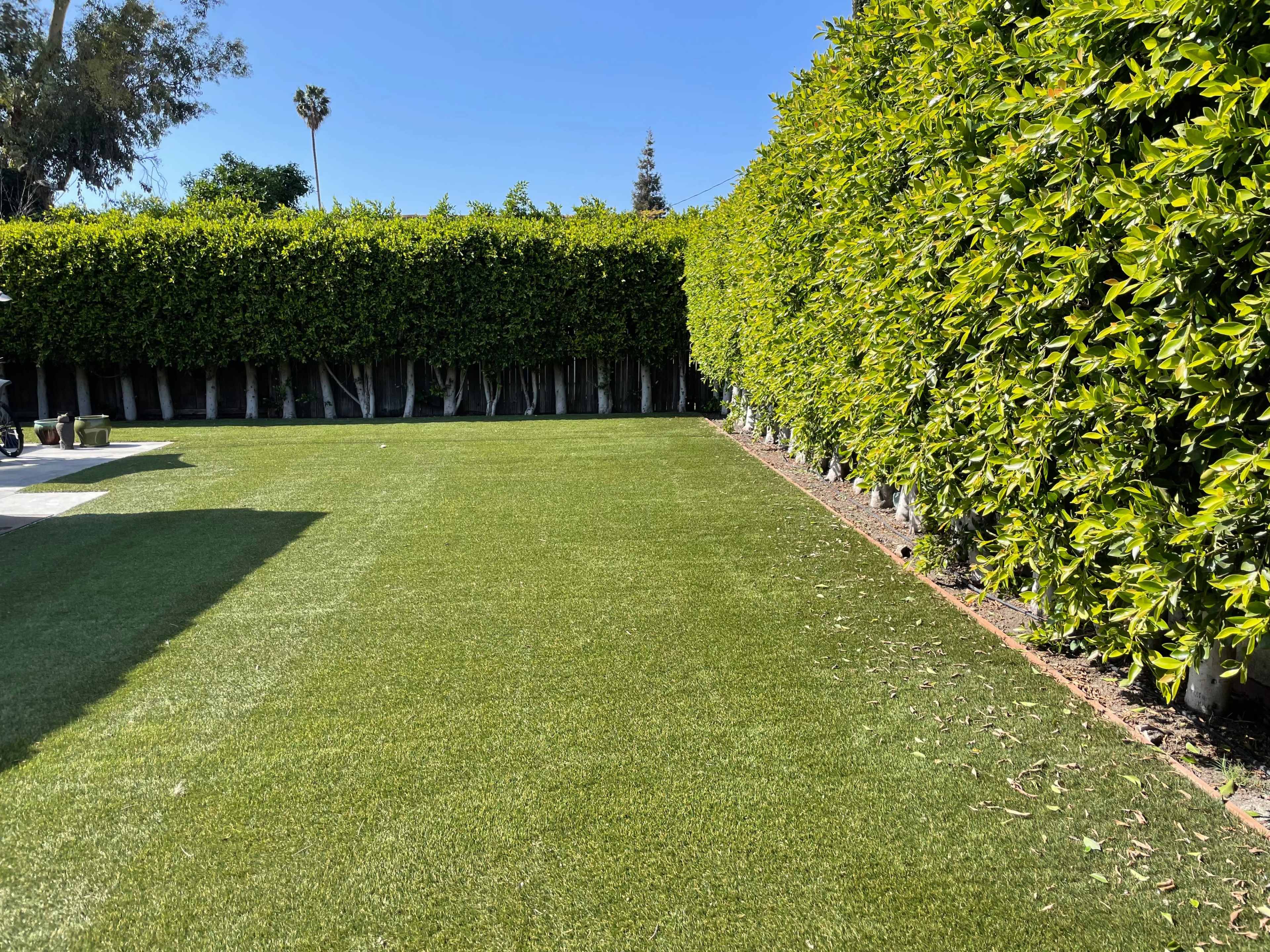 A well-maintained grassy area enclosed by tall hedges on both sides and clear blue skies above.