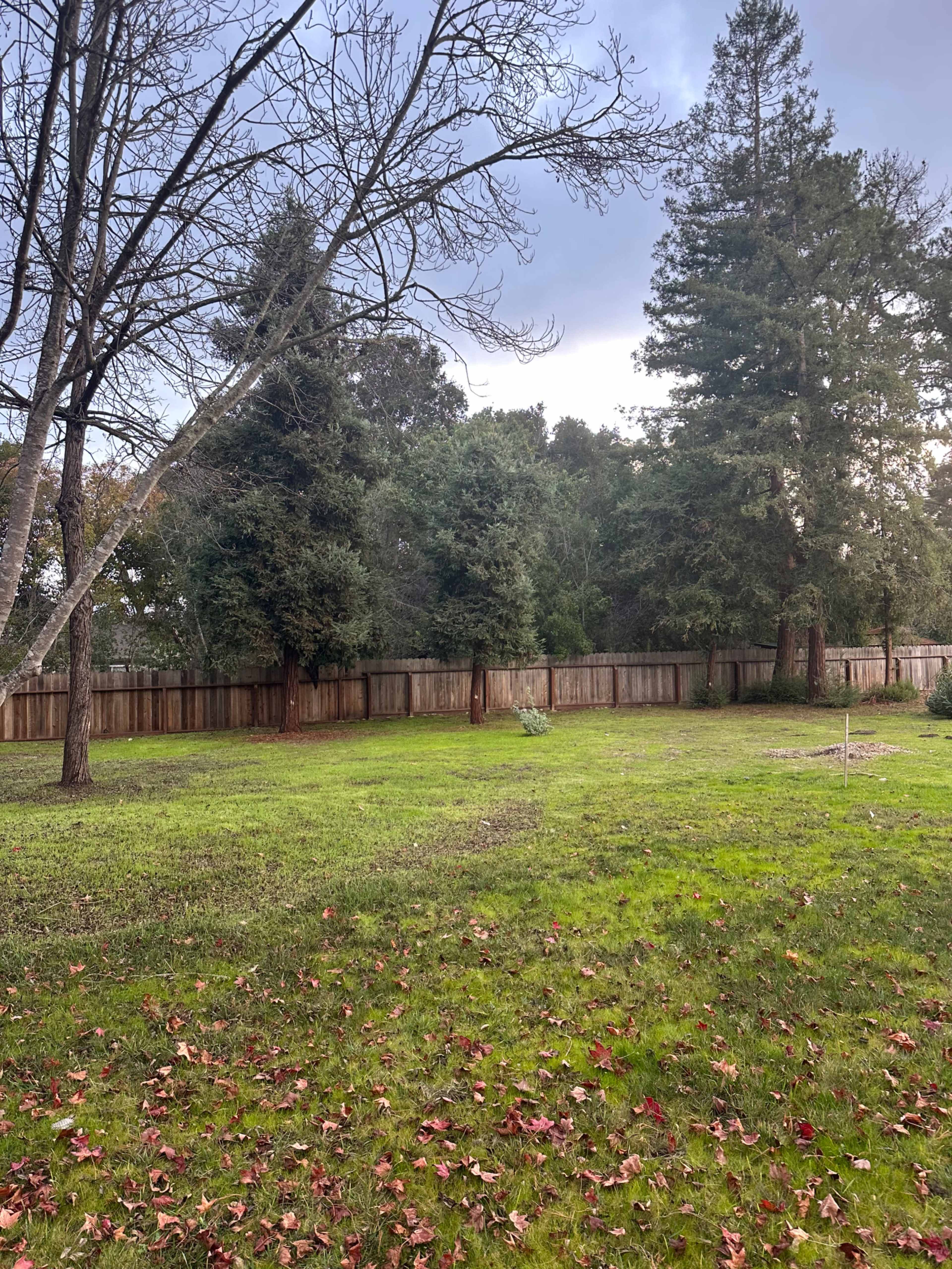 The image shows a grassy backyard enclosed by a wooden fence, with several trees and scattered fallen leaves.