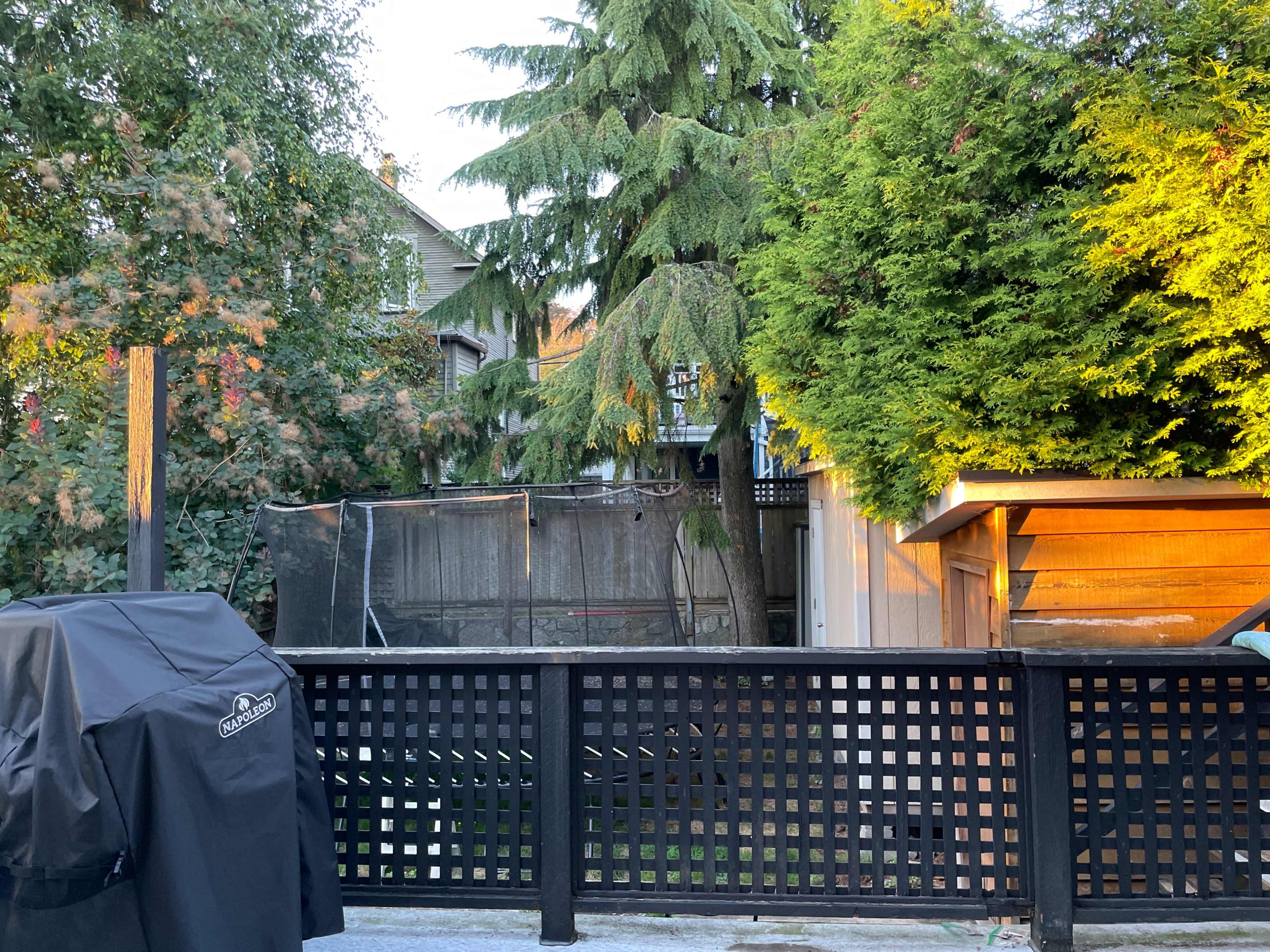 A backyard scene with a black grill, a wooden fence, a trampoline behind it, and tall trees providing shading.