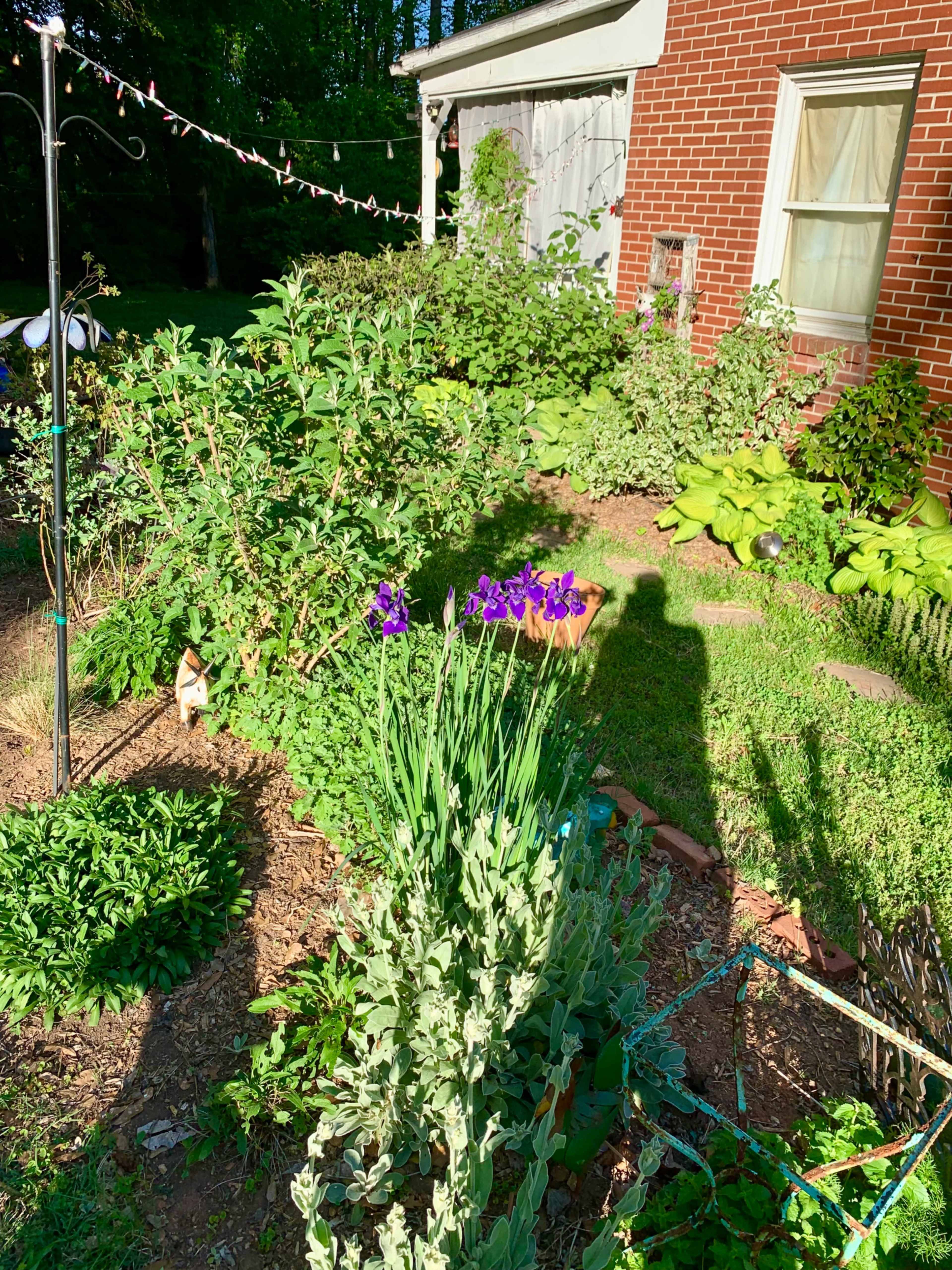 A garden scene features a variety of plants and flowers, including a cluster of purple irises in the foreground and a brick house in the background.